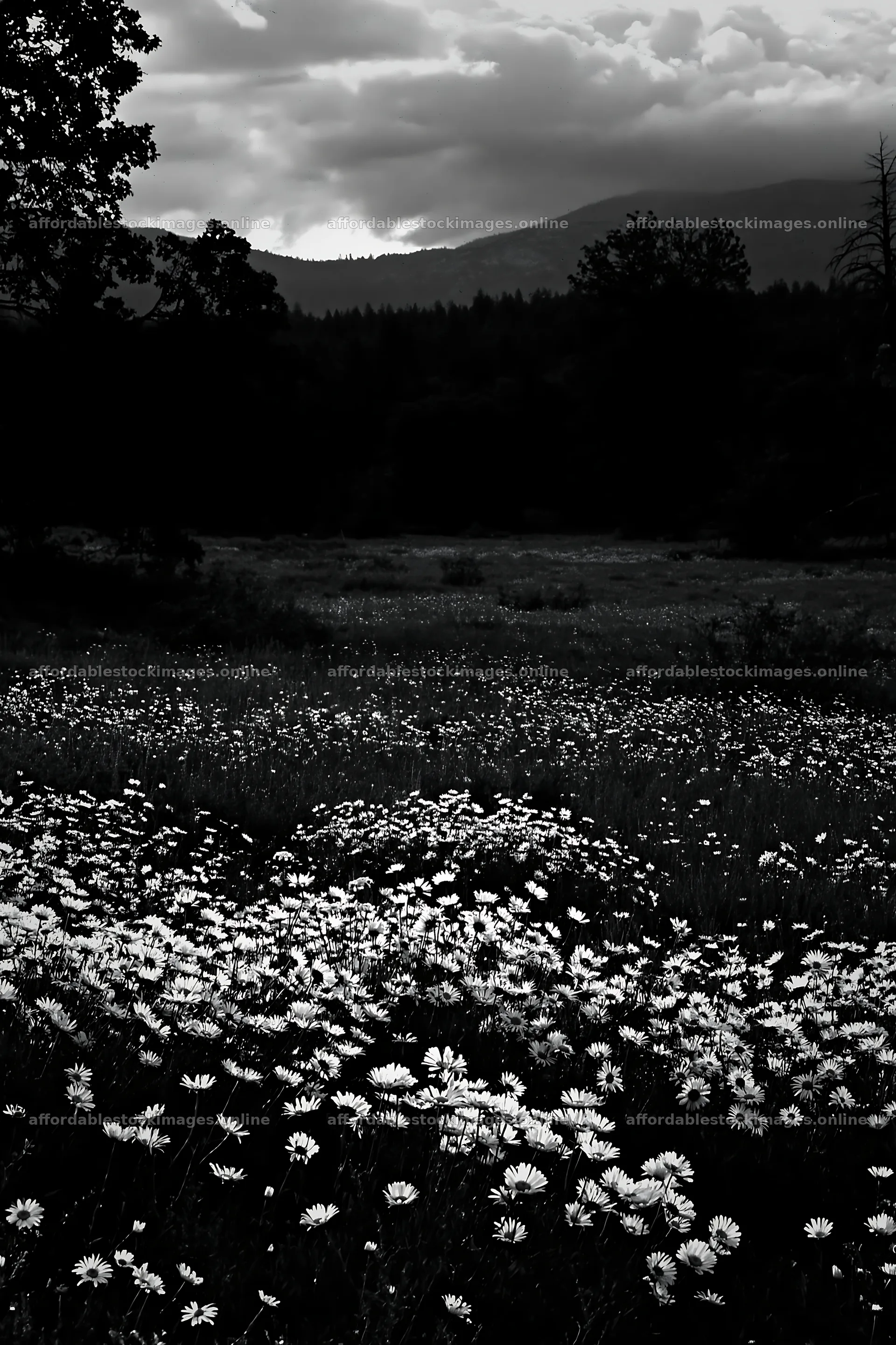 Cloudy foothill meadow with wildflowers in black and white – stock images 6480x9722