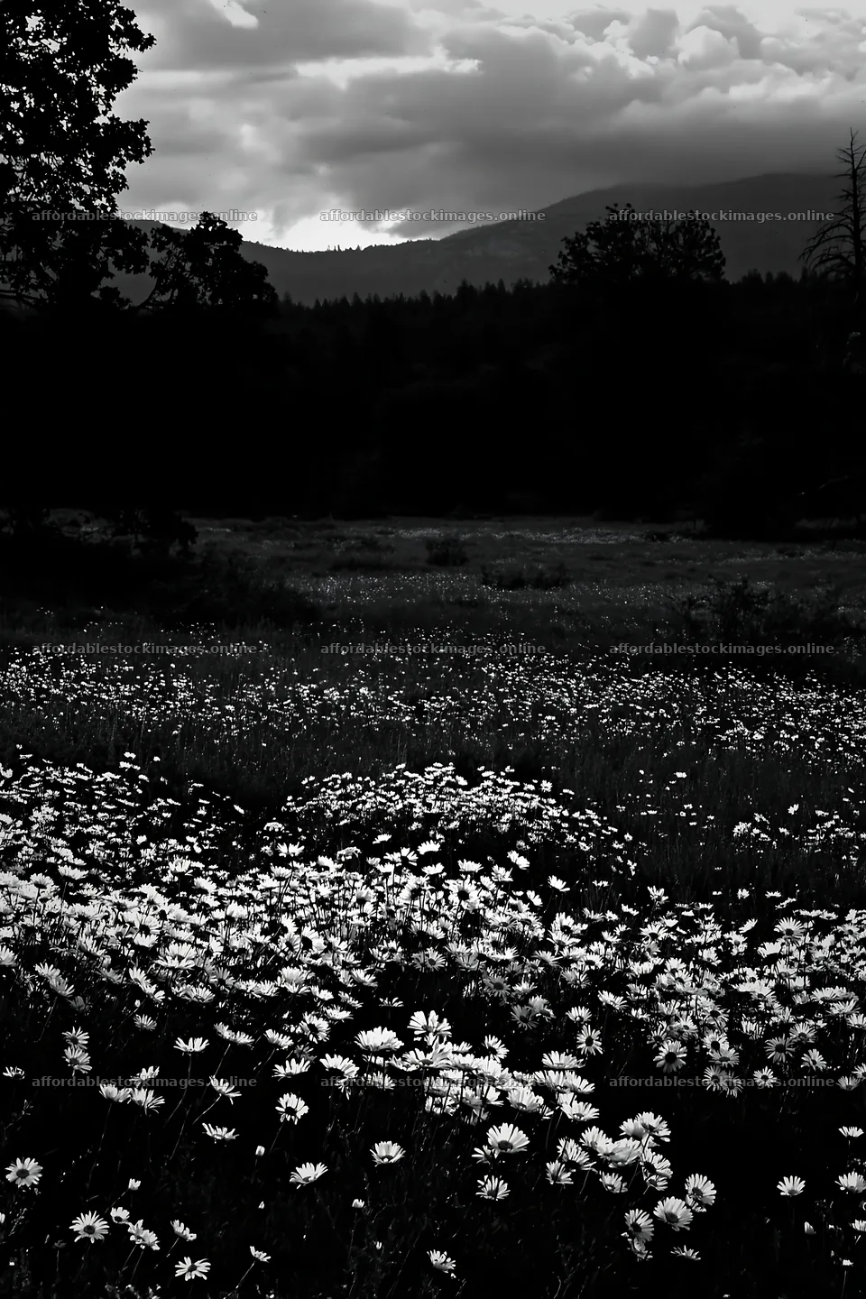 Cloudy foothill meadow with wildflowers in black and white – stock images 6480x9722