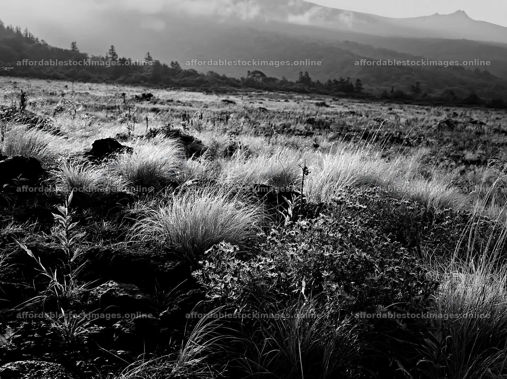Dew on silver grass meadow in Nagano at early morning – stock images 9174x6866