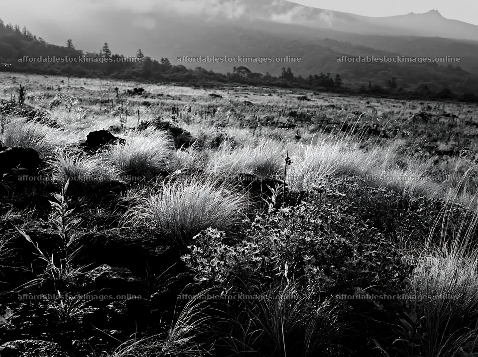 Dew on silver grass meadow in Nagano at early morning – stock images 9174x6866