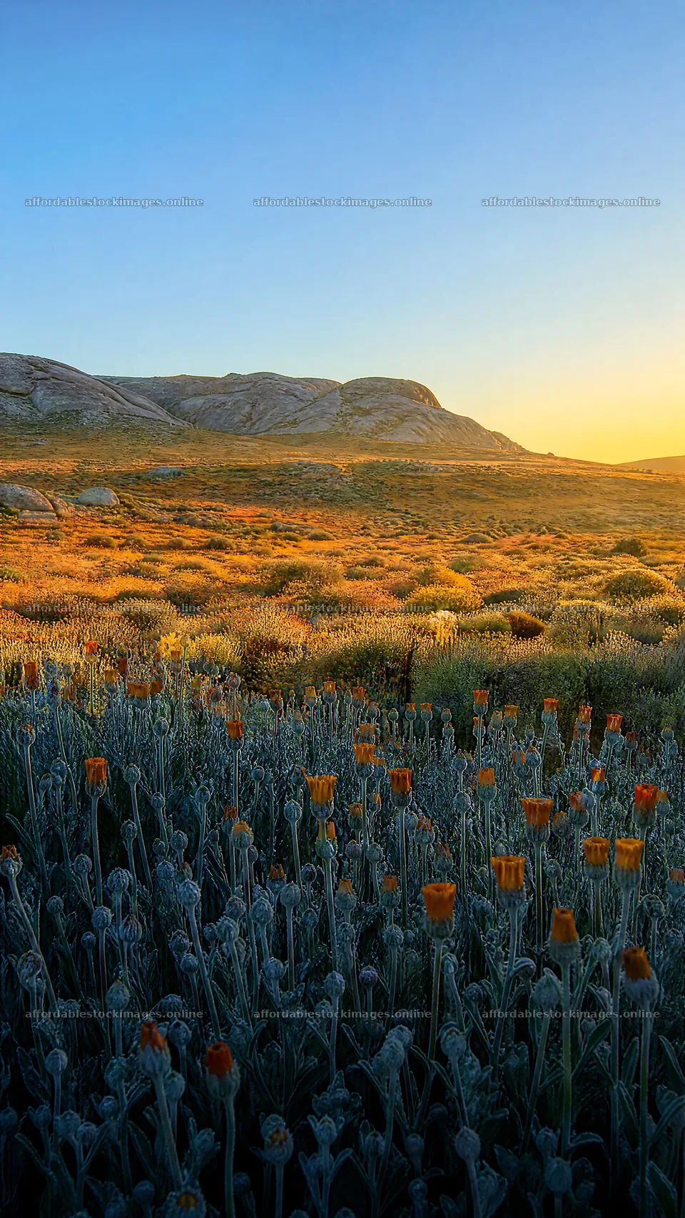 Drought-tolerant meadow filled with blooming flowers at sunset – stock images 5952x10584