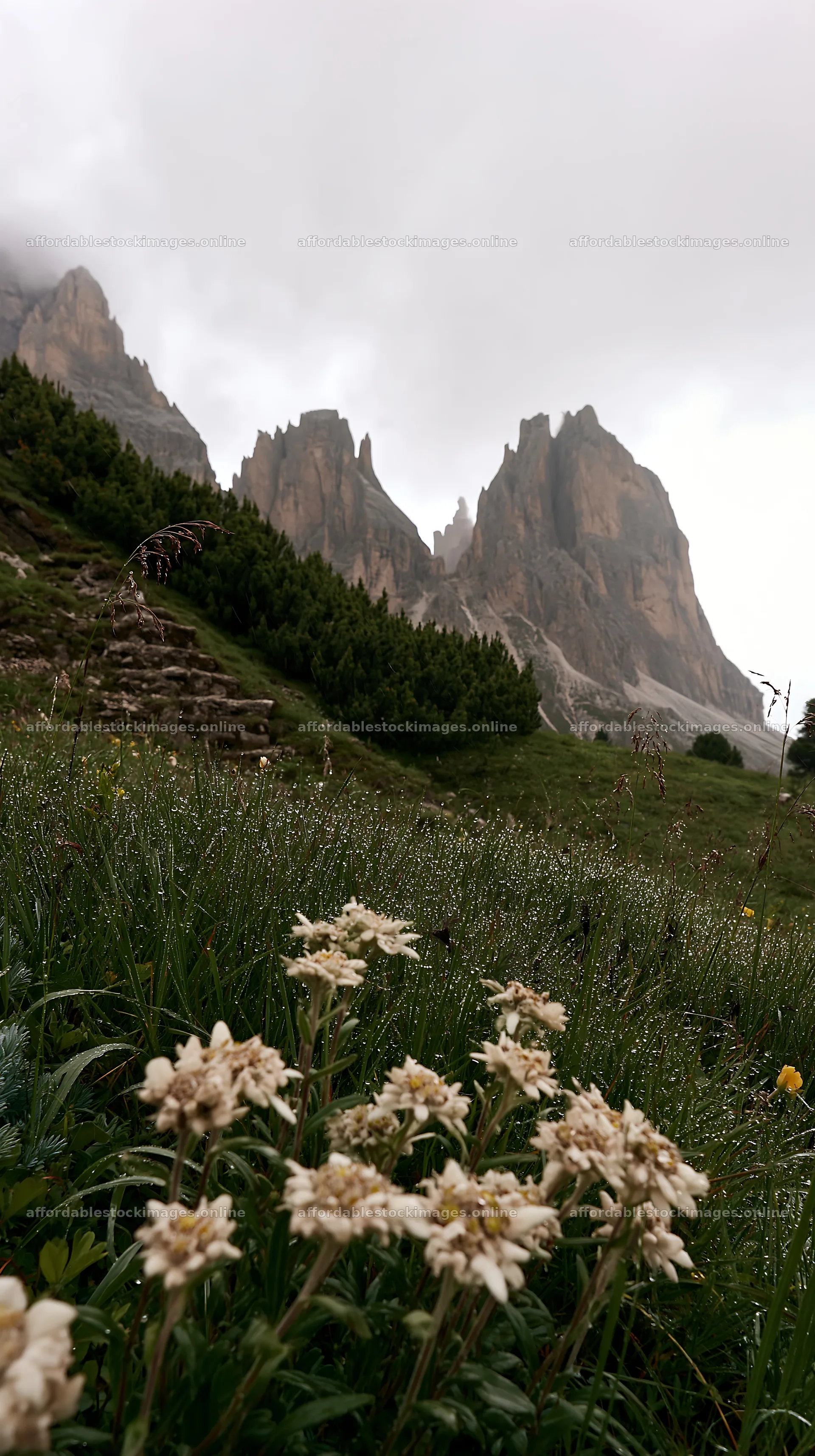 Dewy meadow with flowers and mountains in the background – stock images 5938x10608
