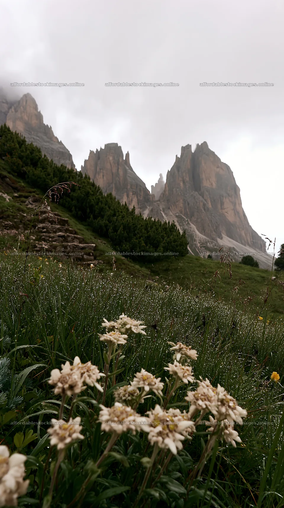Dewy meadow with flowers and mountains in the background – stock images 5938x10608