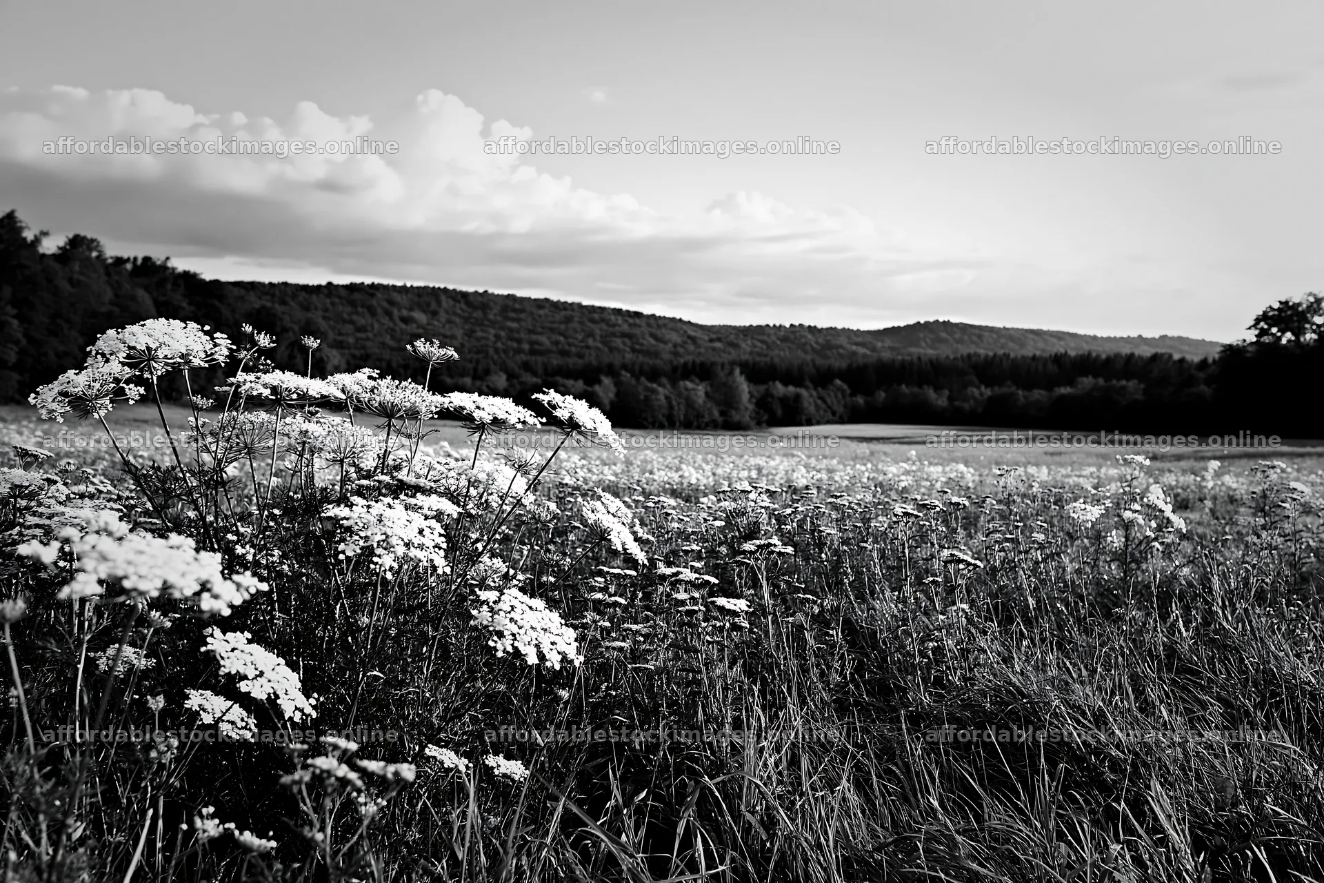 Sunny umbel flowers in a meadow with hills in the background – stock images 9722x6480