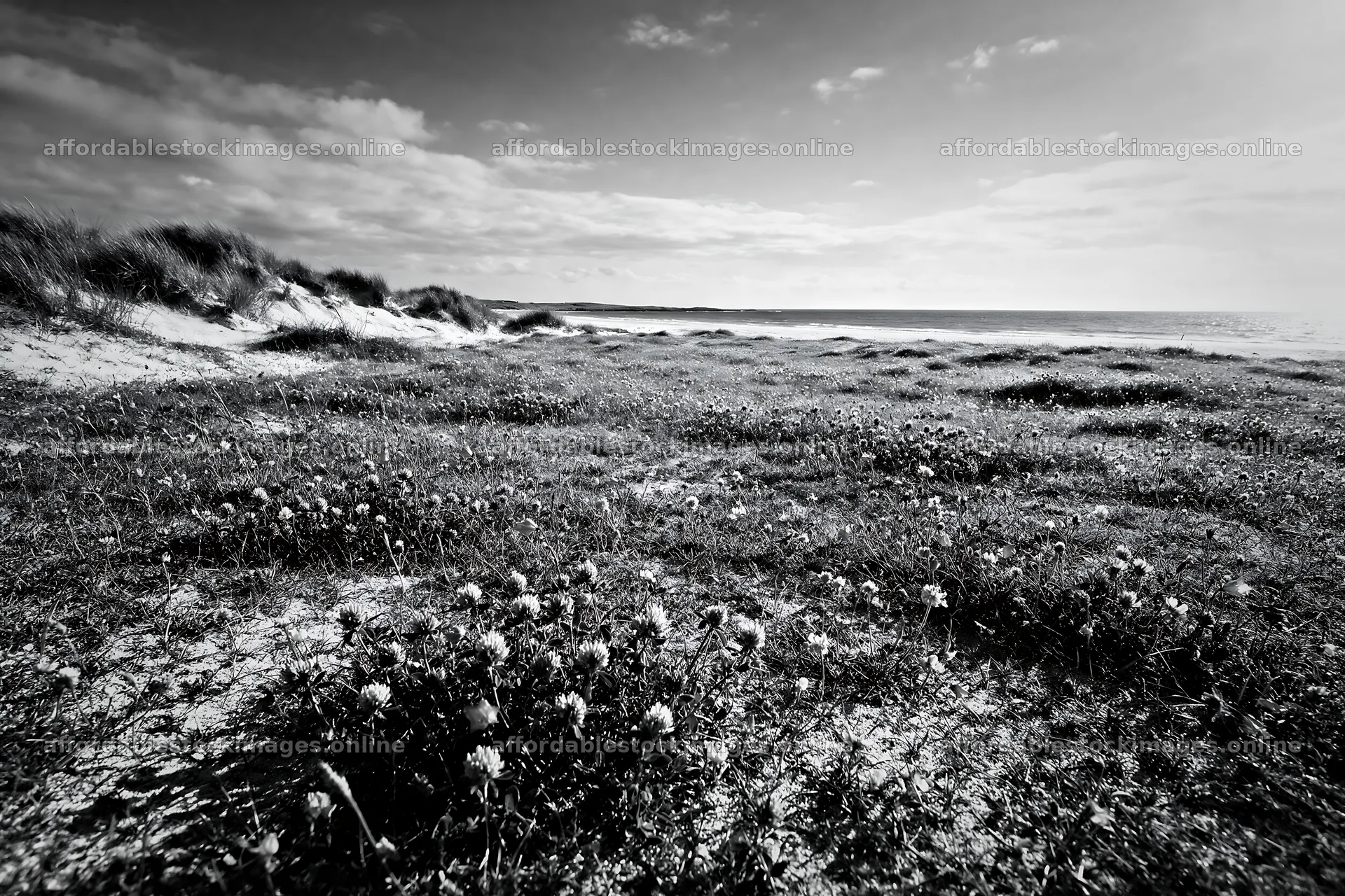 Rewilding meadow with colorful flowers by the ocean – stock images 9722x6480