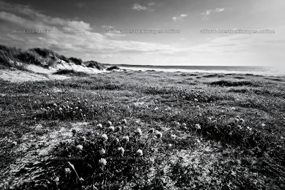 Rewilding meadow with colorful flowers by the ocean – stock images 9722x6480