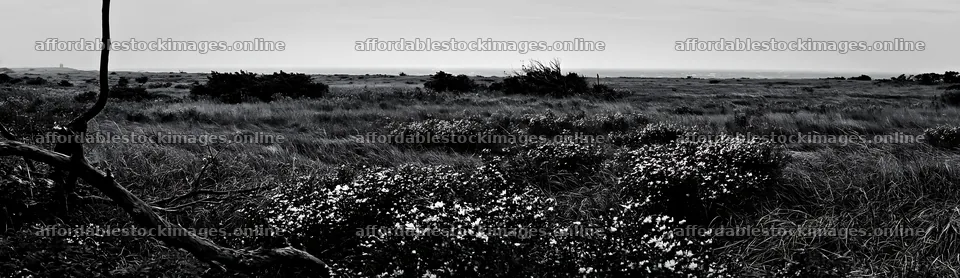 Yamagata rewilded meadow with fallen branch in the foreground – stock images 14762x4268