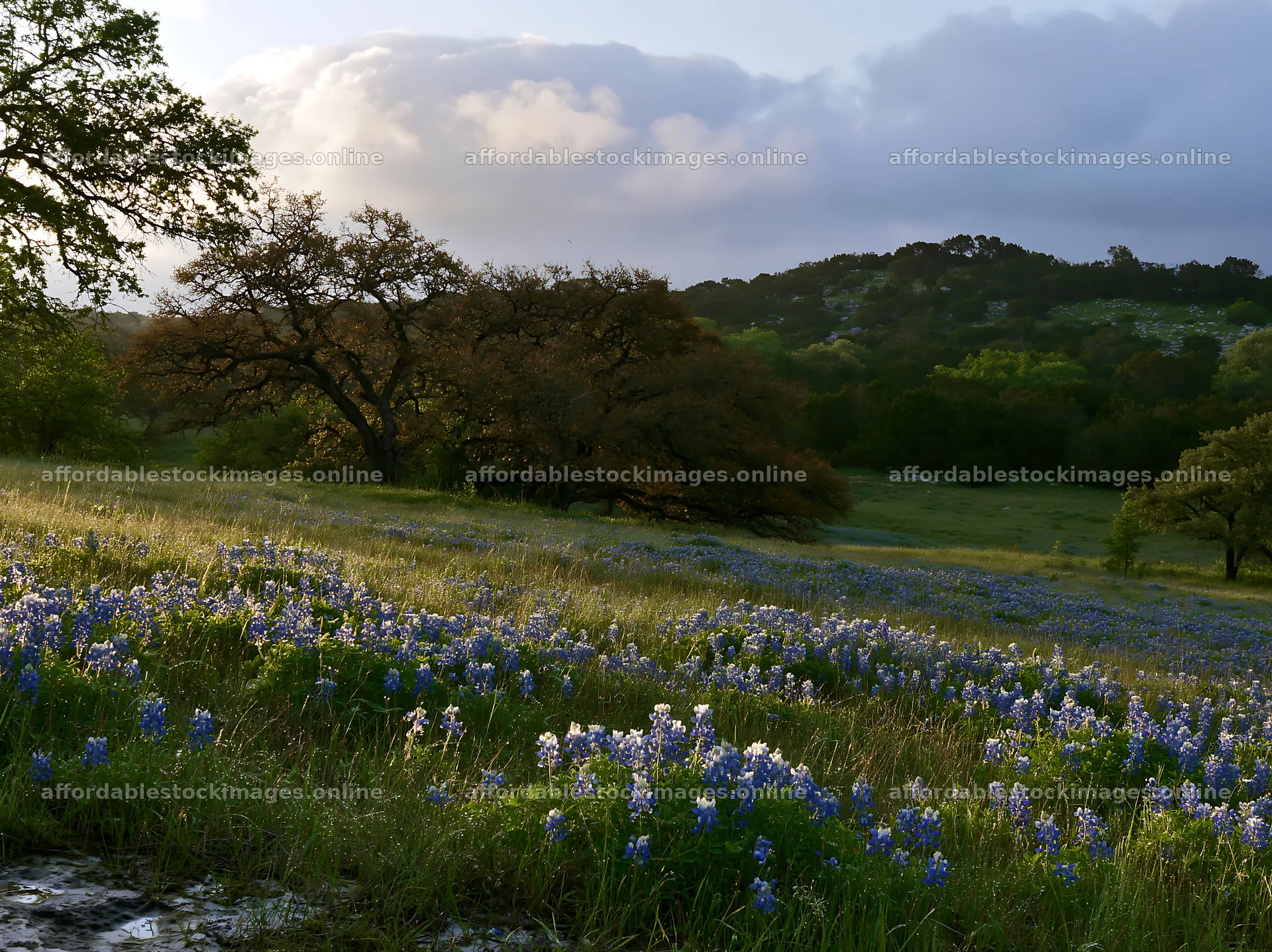 Rain soaked meadow with flowers and trees in the background – stock images 9174x6866