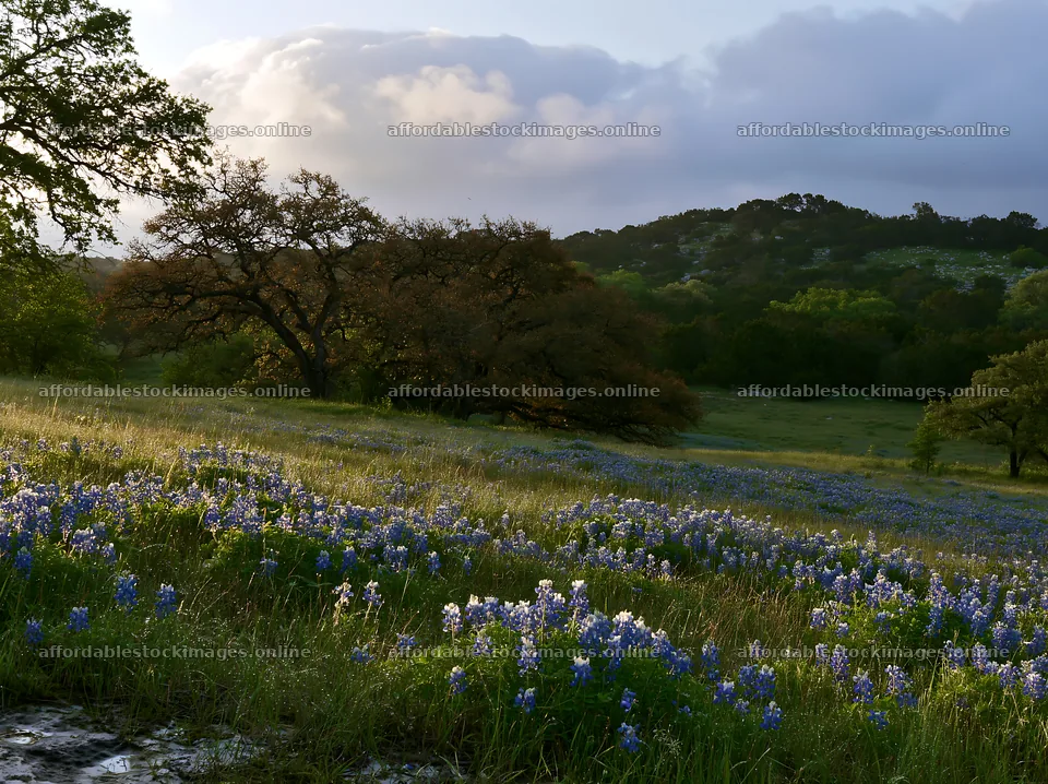 Rain soaked meadow with flowers and trees in the background – stock images 9174x6866