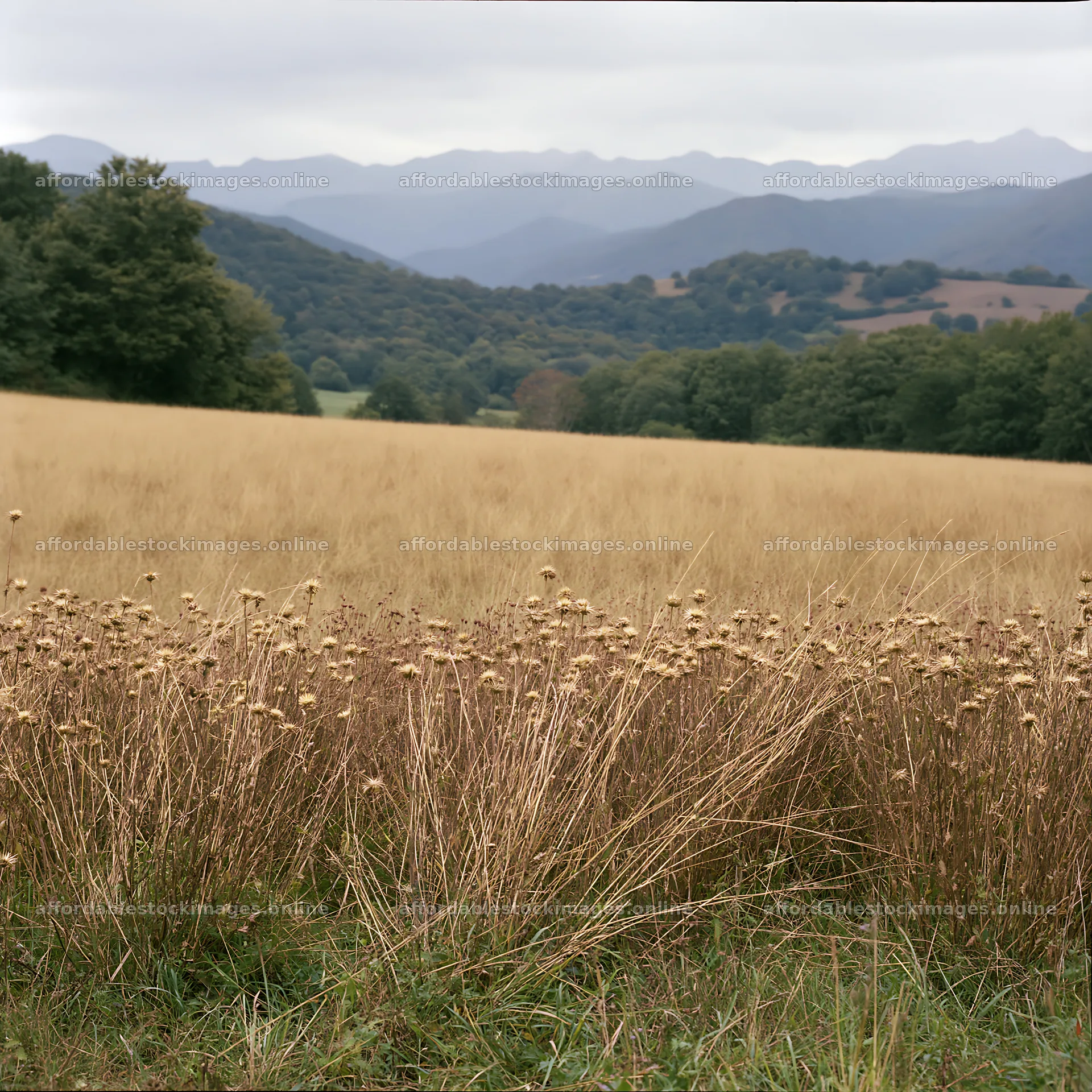 French meadow below Pyrenees mountain range in summer – stock images 7938x7938