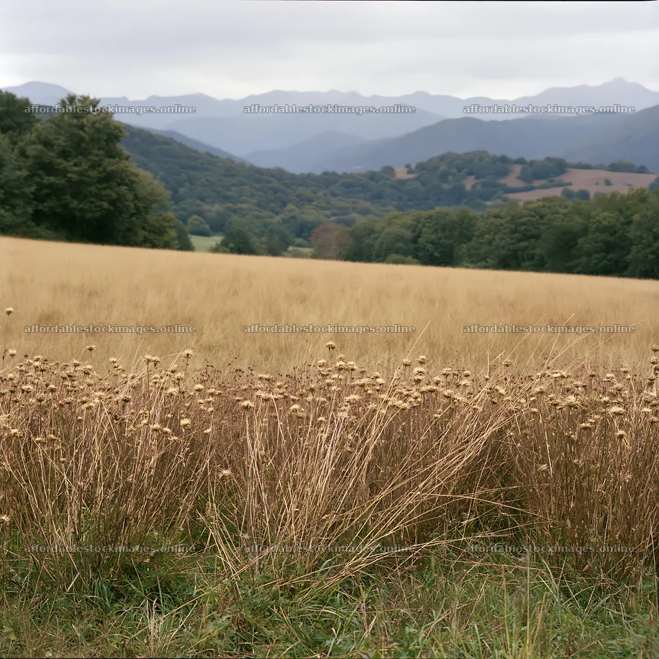 French meadow below Pyrenees mountain range in summer – stock images 7938x7938