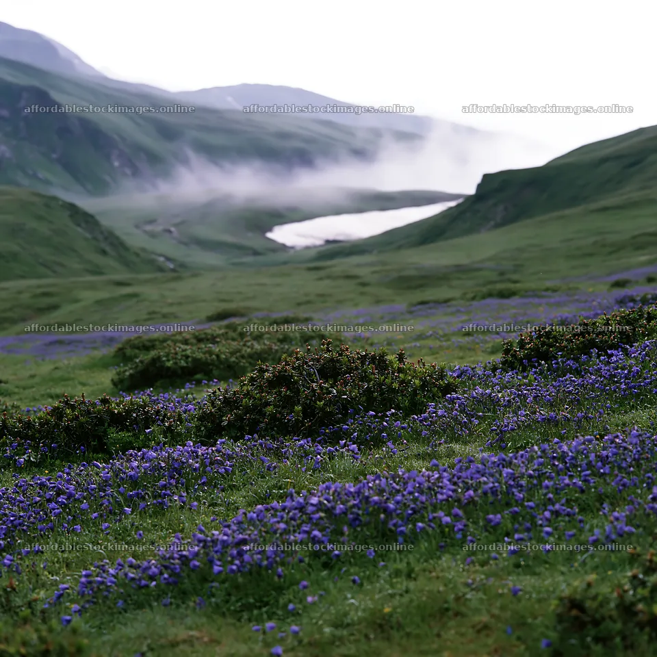 Snowline meadow with blooming flowers and distant valley view – stock images 7938x7938