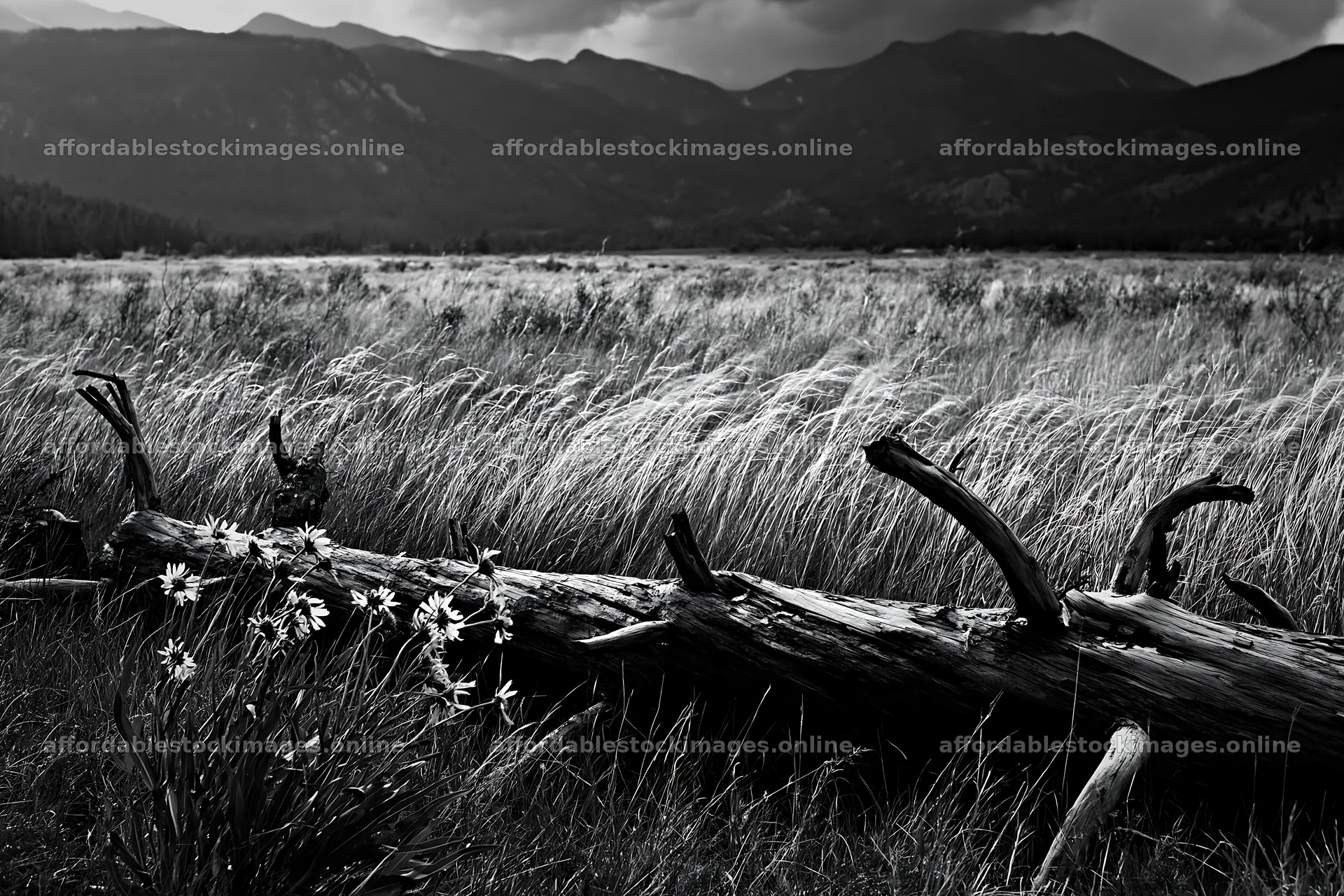Weathered log in a meadow with grass and mountains – stock images 9722x6480