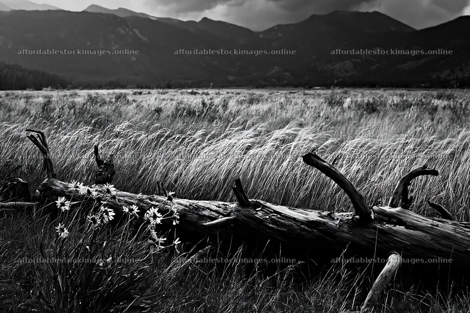 Weathered log in a meadow with grass and mountains – stock images 9722x6480