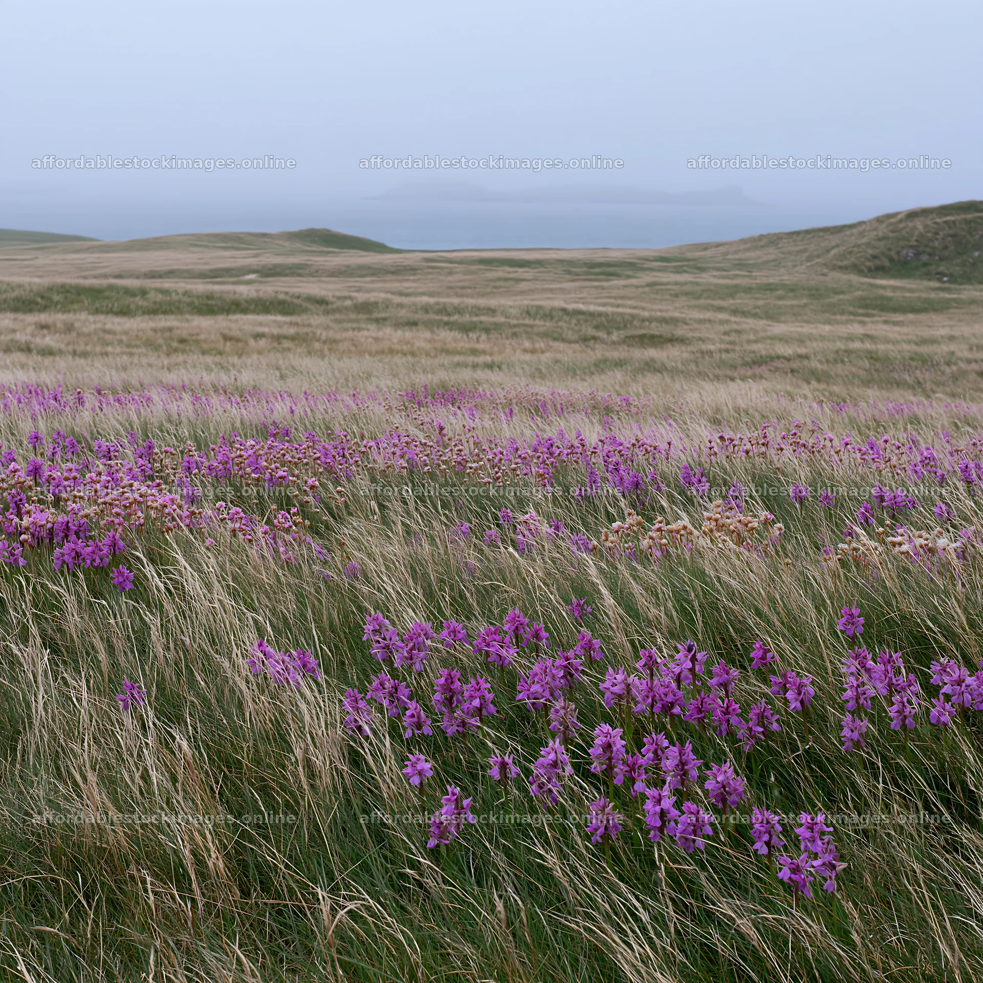 Wild orchids blooming in a grassy meadow near the ocean – stock images 7938x7938