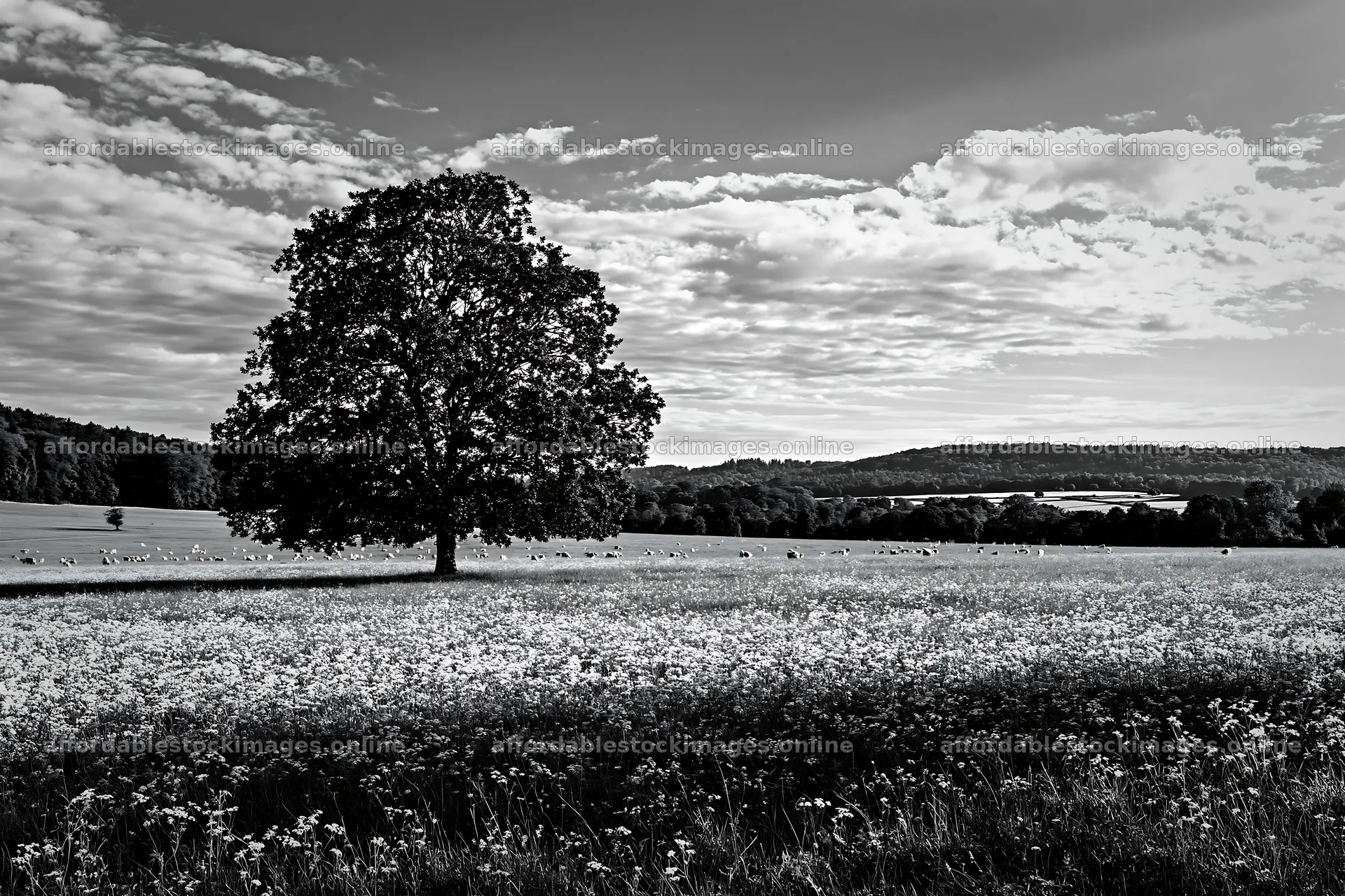 Cow parsley meadow with a tree under a cloudy sky – stock images 9722x6480