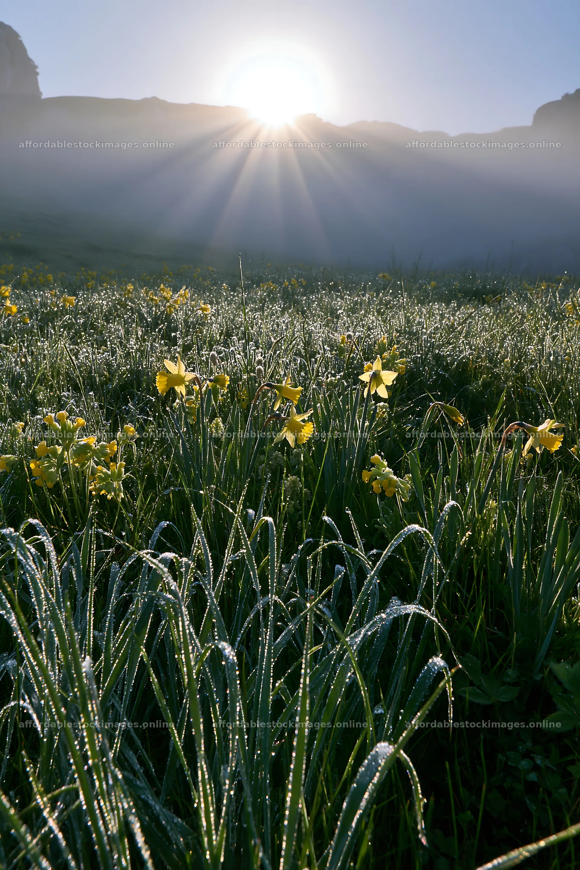 Sun rays shining over Picos de Europa meadow with flowers – stock images 6480x9722