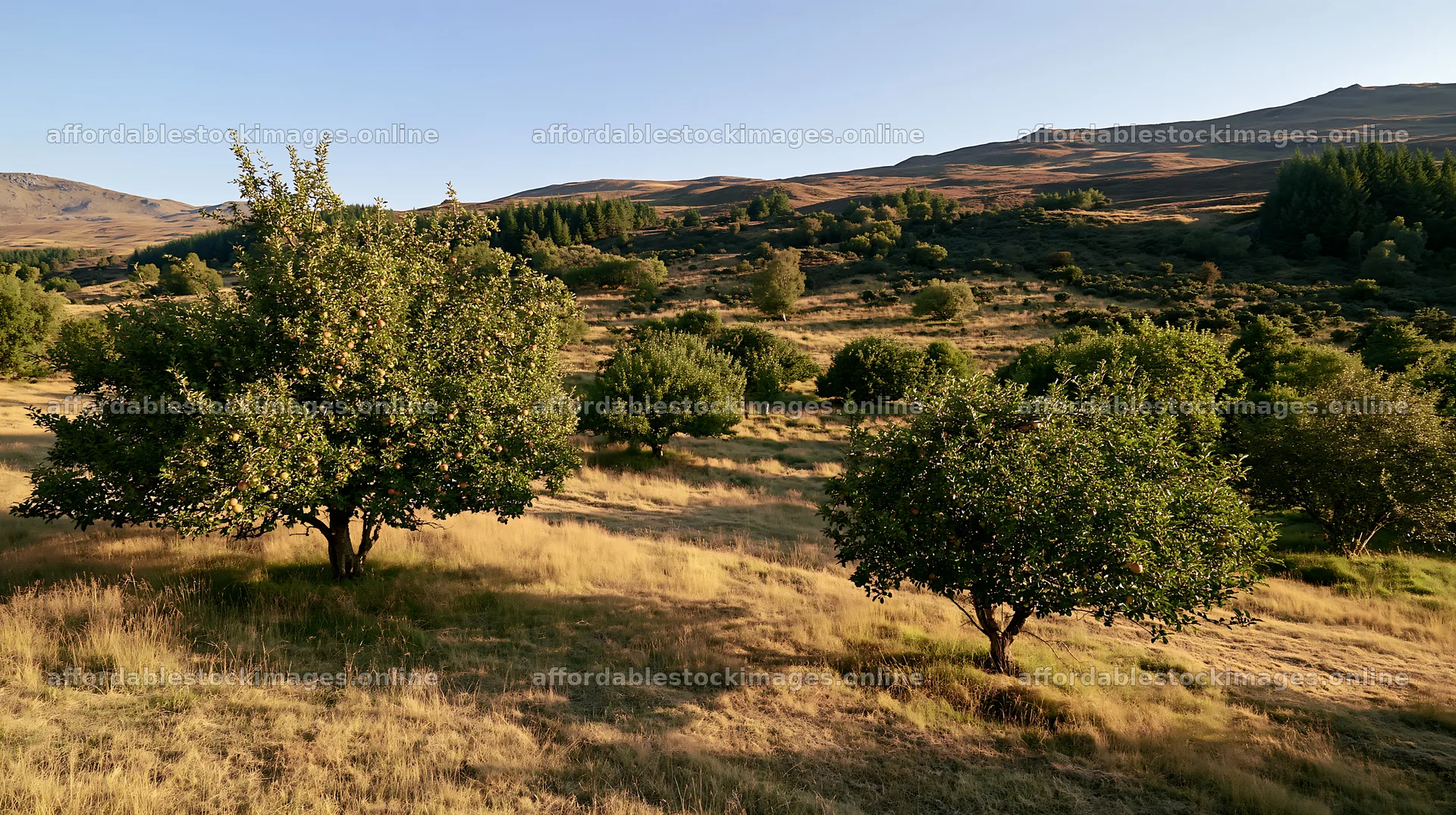 Highland apple meadow under clear sky – stock images 10608x5938