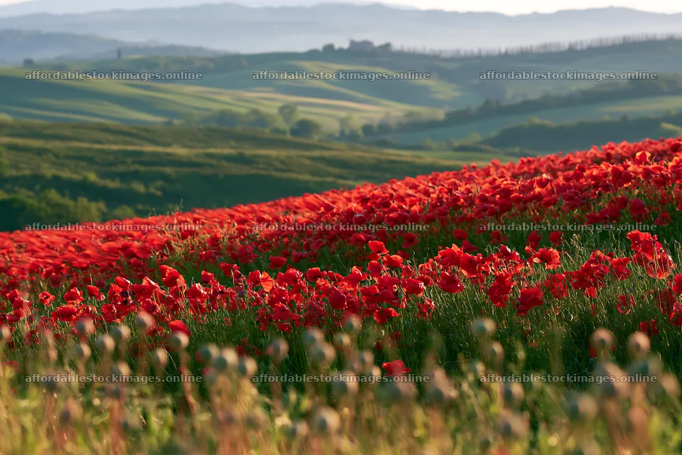 Colorful poppy meadow filled with vibrant red flowers – stock images 9722x6480