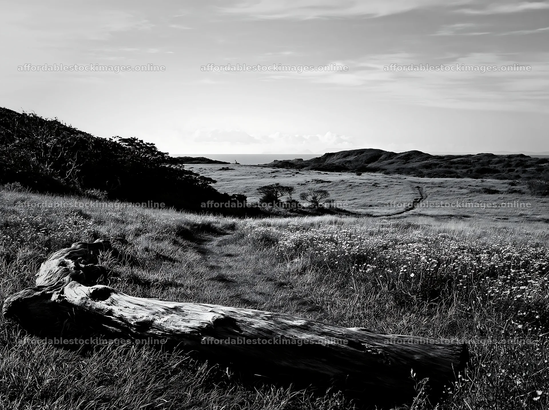 Chiba coastal climate meadow with driftwood in the foreground – stock images 9174x6866
