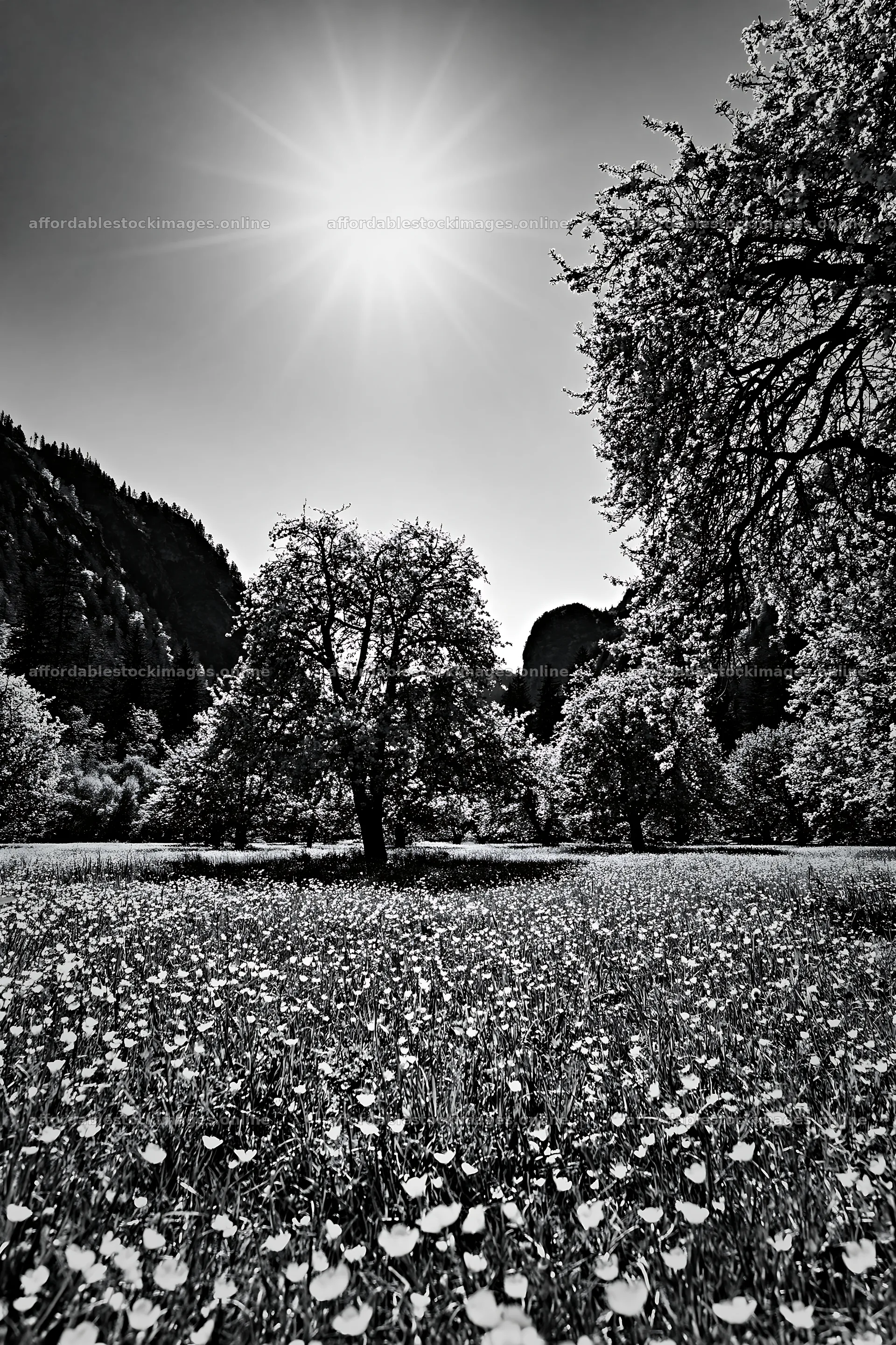 Valley apple meadow with trees and sun in black and white – stock images 6480x9722