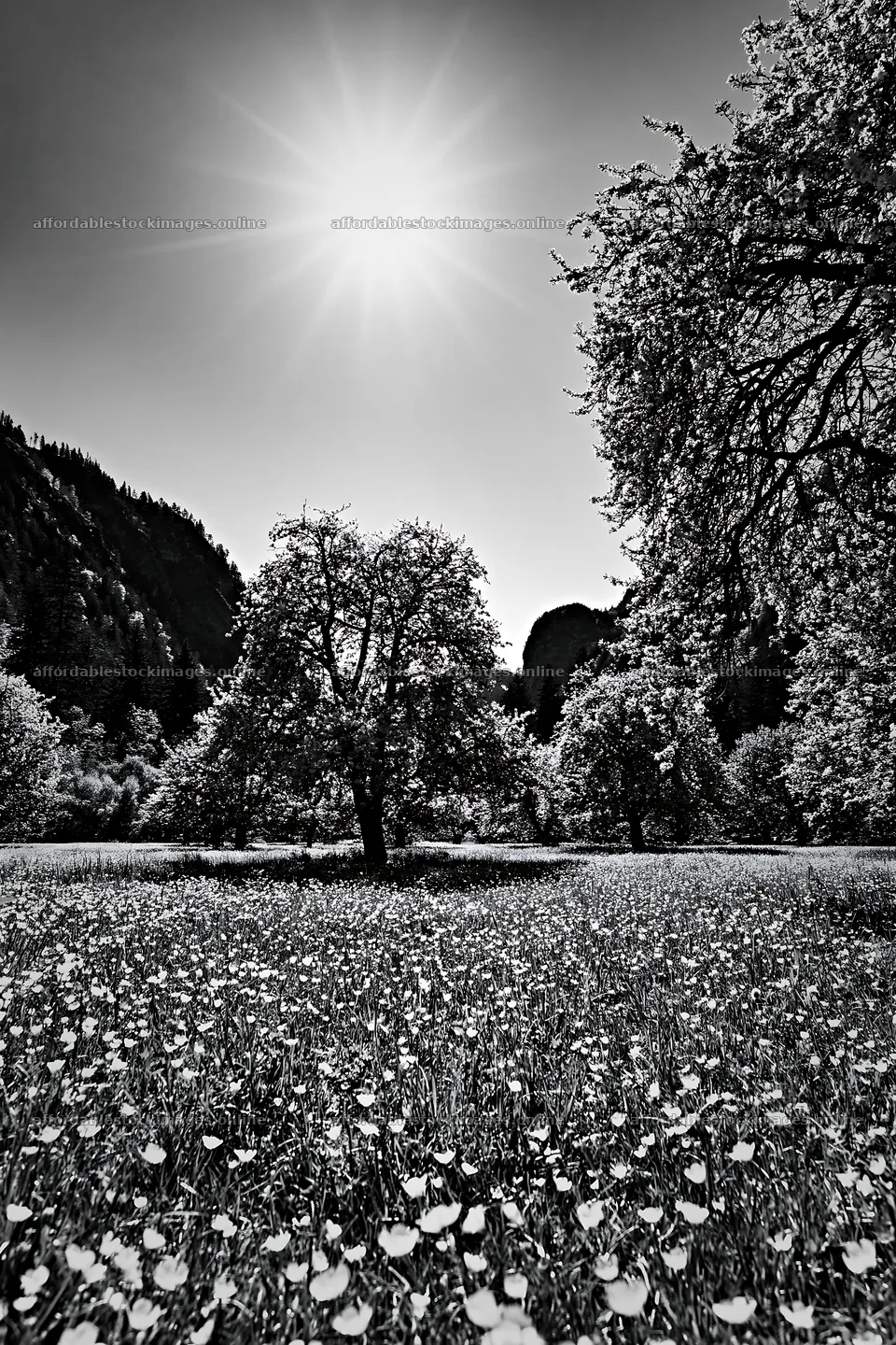 Valley apple meadow with trees and sun in black and white – stock images 6480x9722