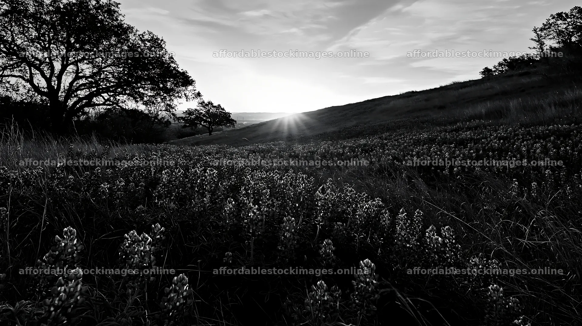 Bluebonnet meadow sunrise with vibrant flowers and morning light – stock images 10608x5938