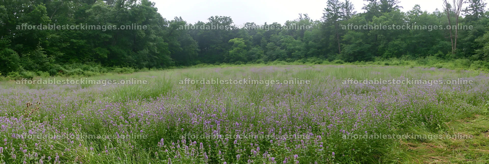 Meadow flowers border with woodland and green grass – stock images 13690x4602