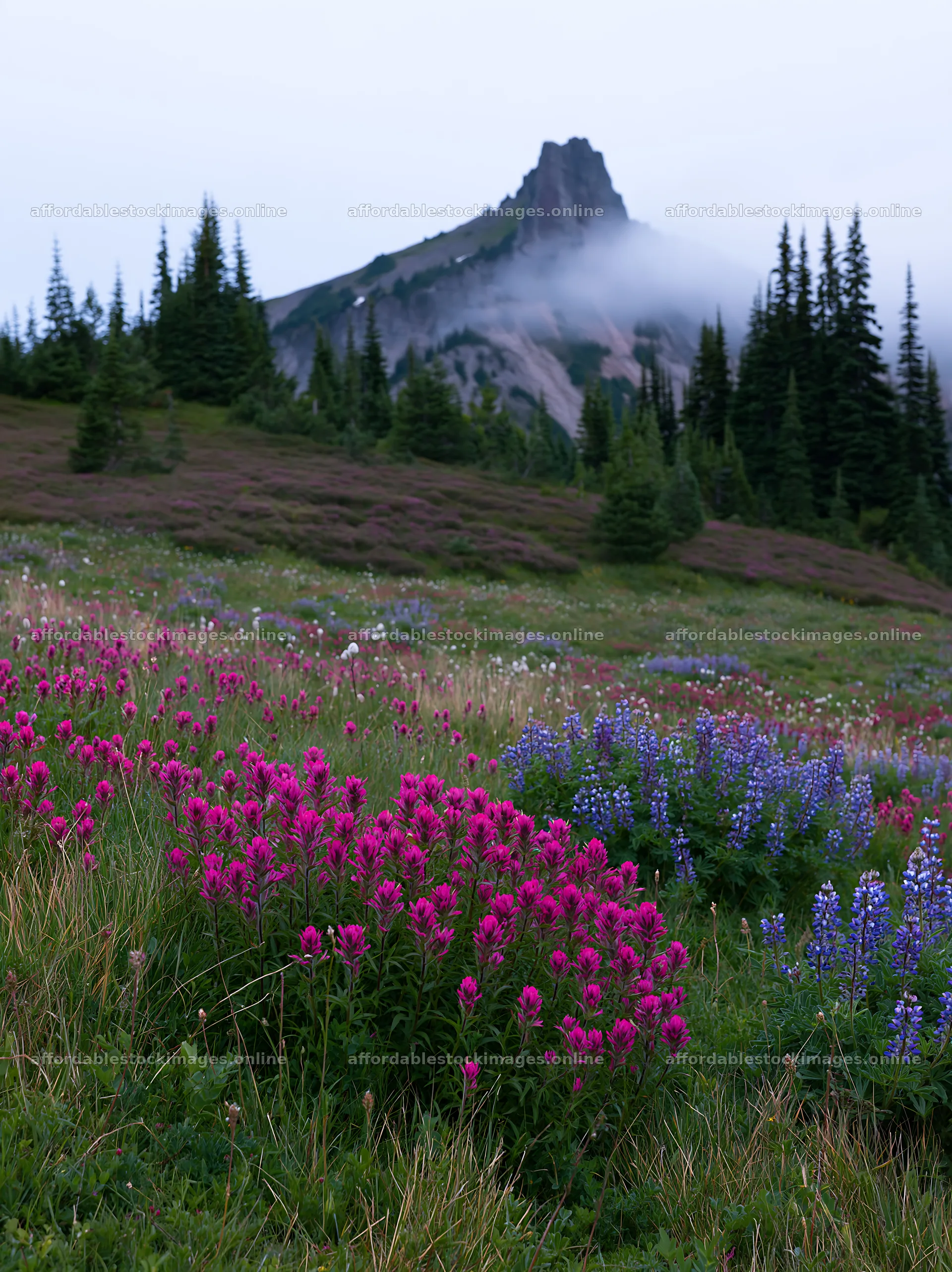 Mount Rainier paintbrush lupine meadow with mountain view – stock images 6866x9174