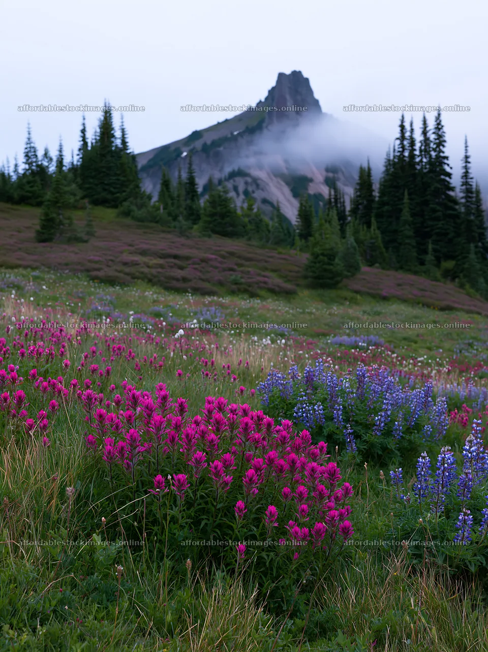Mount Rainier paintbrush lupine meadow with mountain view – stock images 6866x9174