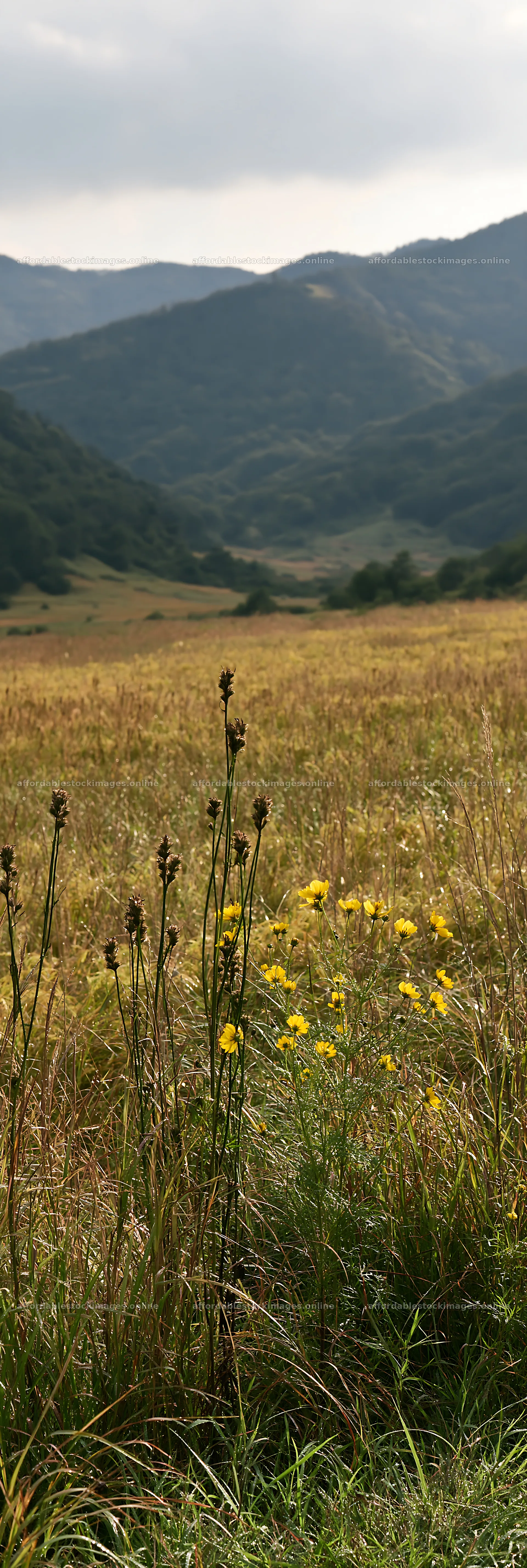 Golden meadow with seedheads in Okayama – stock images 4602x13690