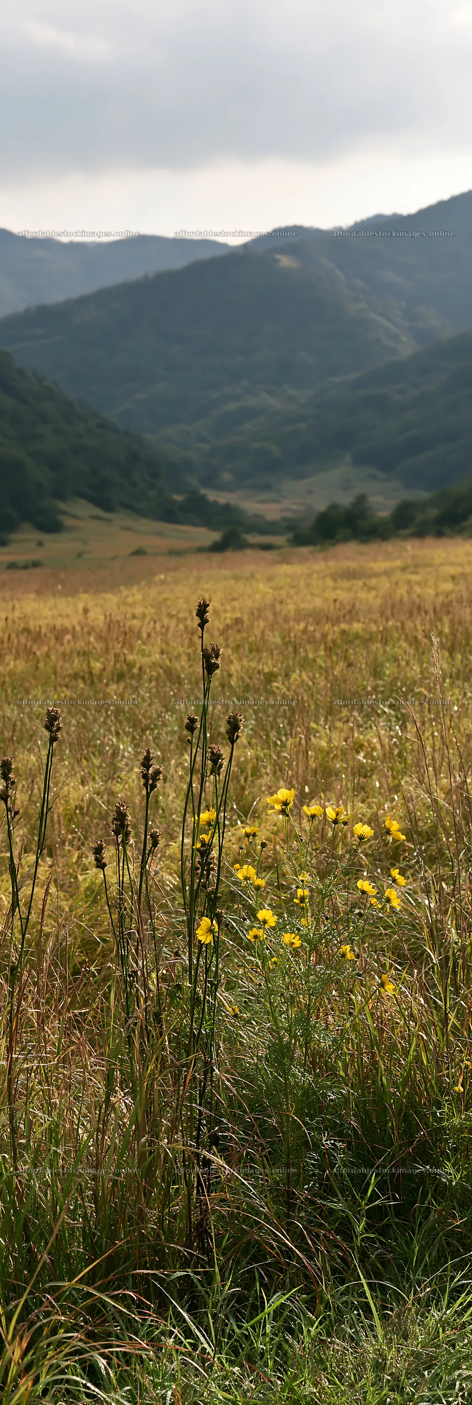 Golden meadow with seedheads in Okayama – stock images 4602x13690