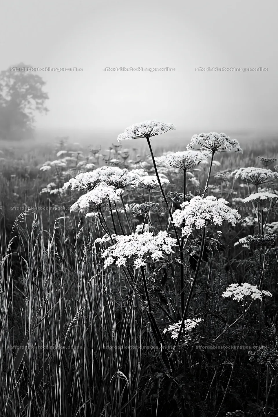 Saga floodplain meadow with reed foreground in morning fog – stock images 6480x9722