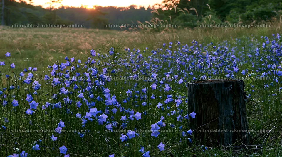 Fukushima native meadow with weathered stump at sunset – stock images 10608x5938