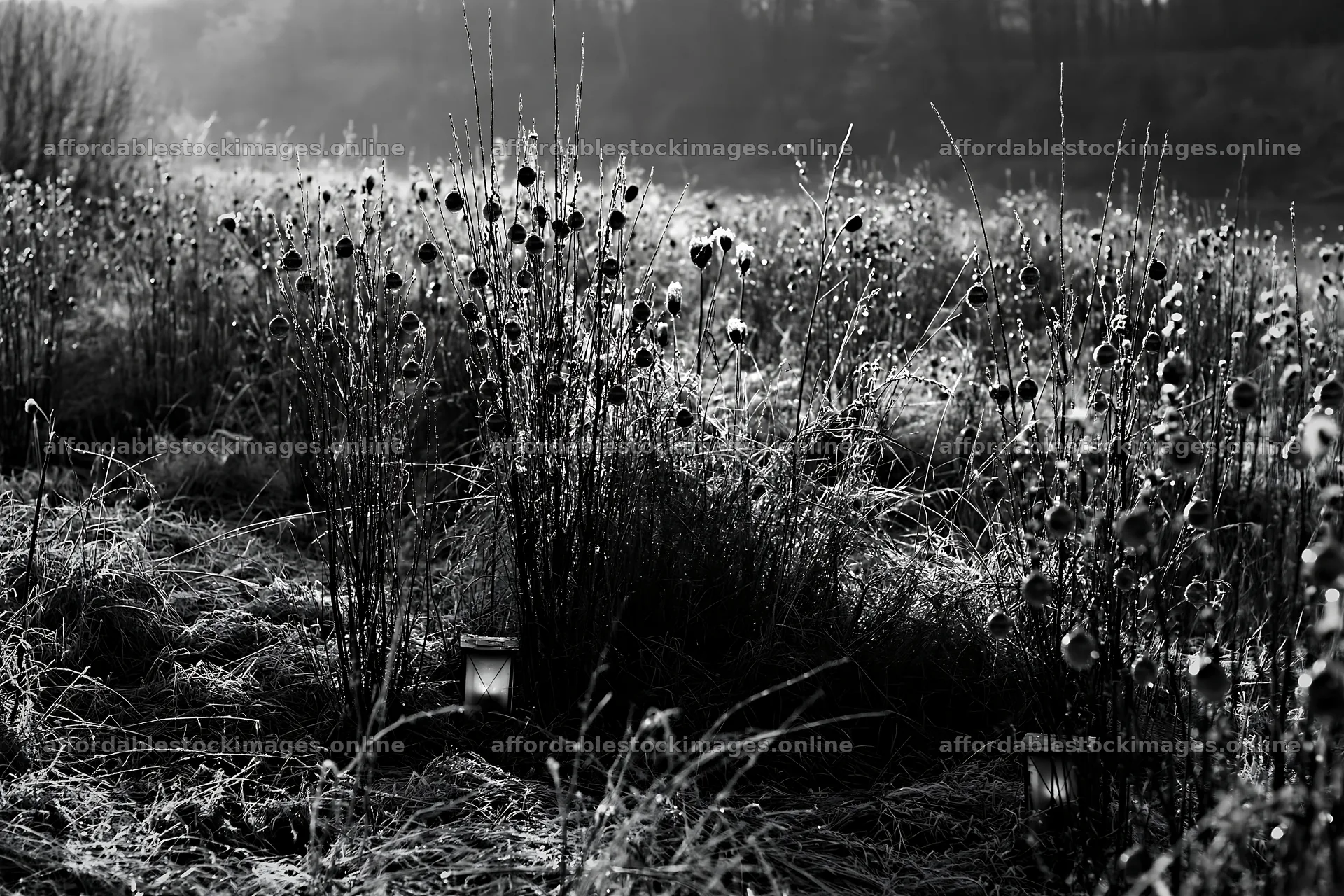 Frost-covered meadow with seedheads and lanterns at dusk – stock images 9722x6480