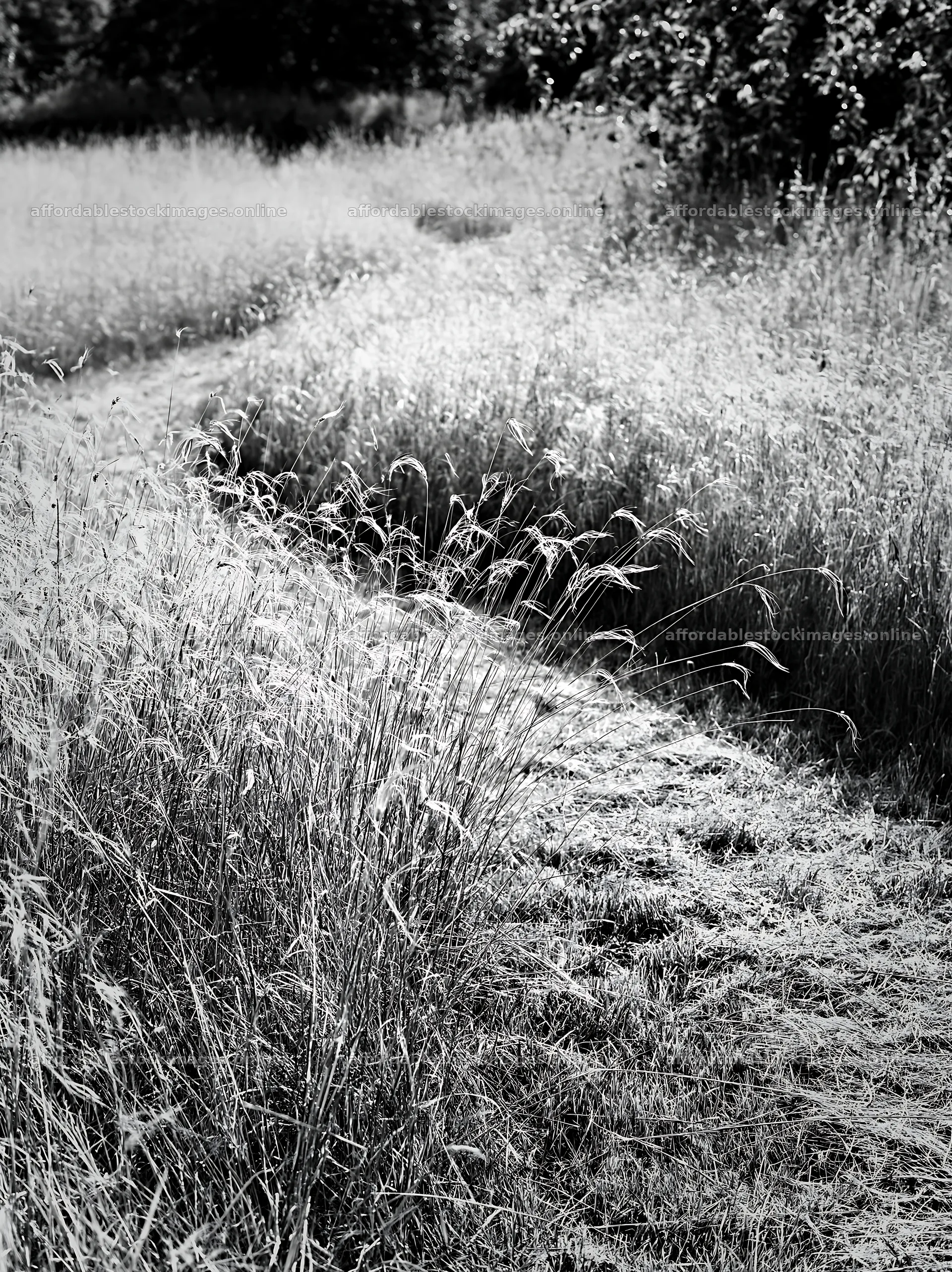Meadow seedheads beside a winding path in black and white – stock images 6866x9174