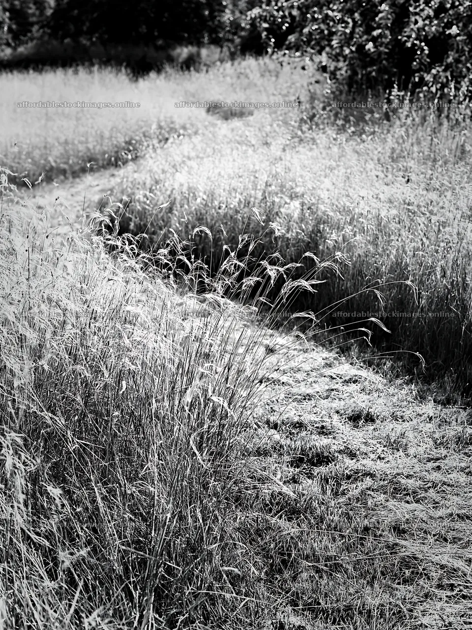 Meadow seedheads beside a winding path in black and white – stock images 6866x9174