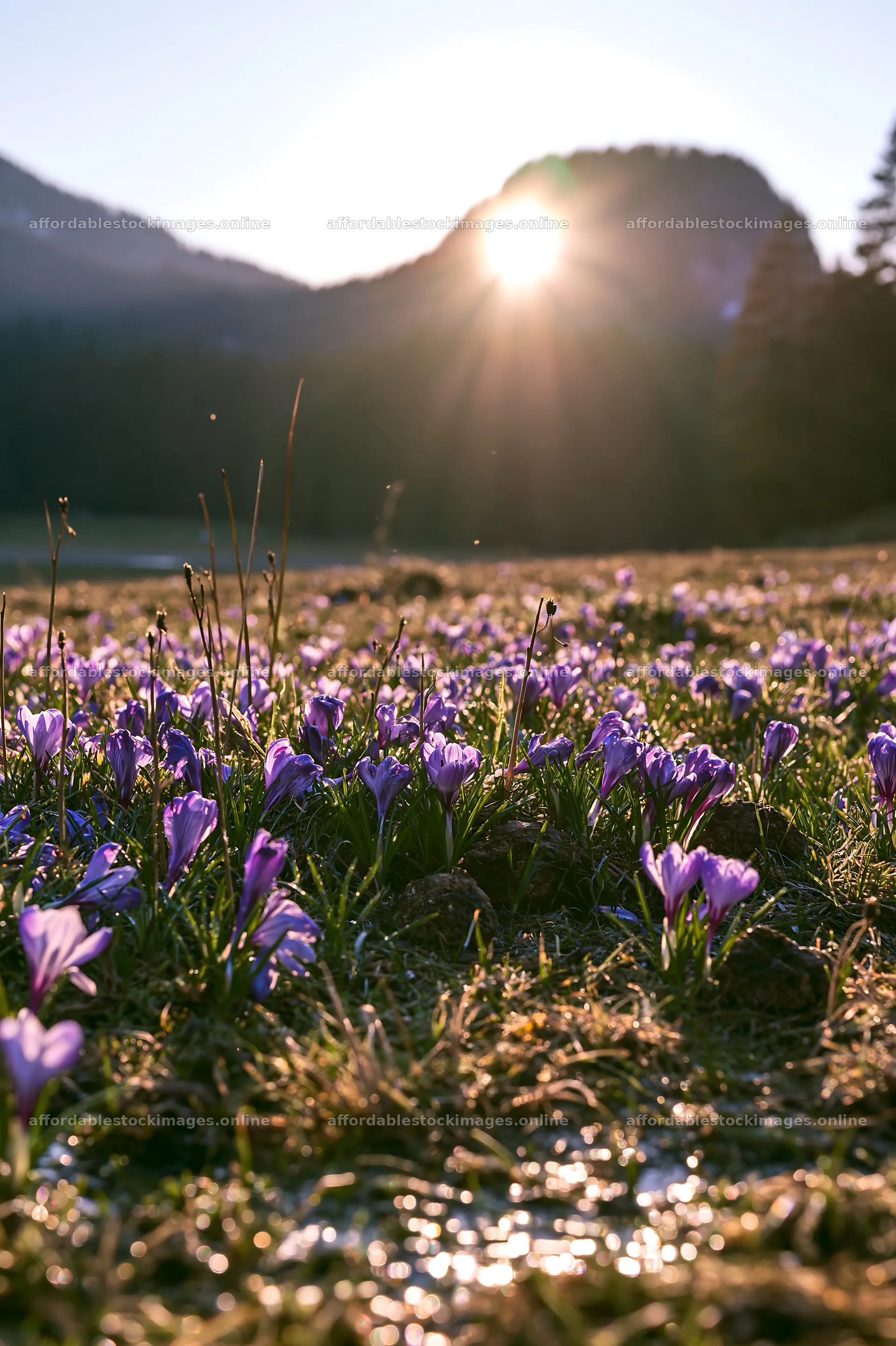 Meadow with crocuses in sunlight under mountain backdrop – stock images 6480x9722
