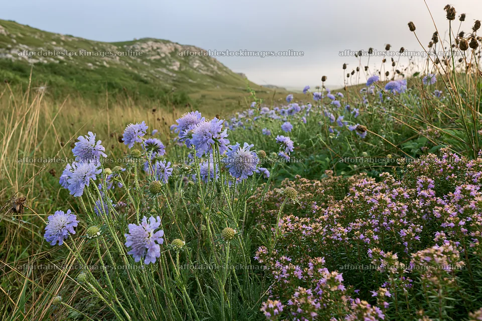 Cloudy limestone wildflower meadow with purple blooms – stock images 9722x6480