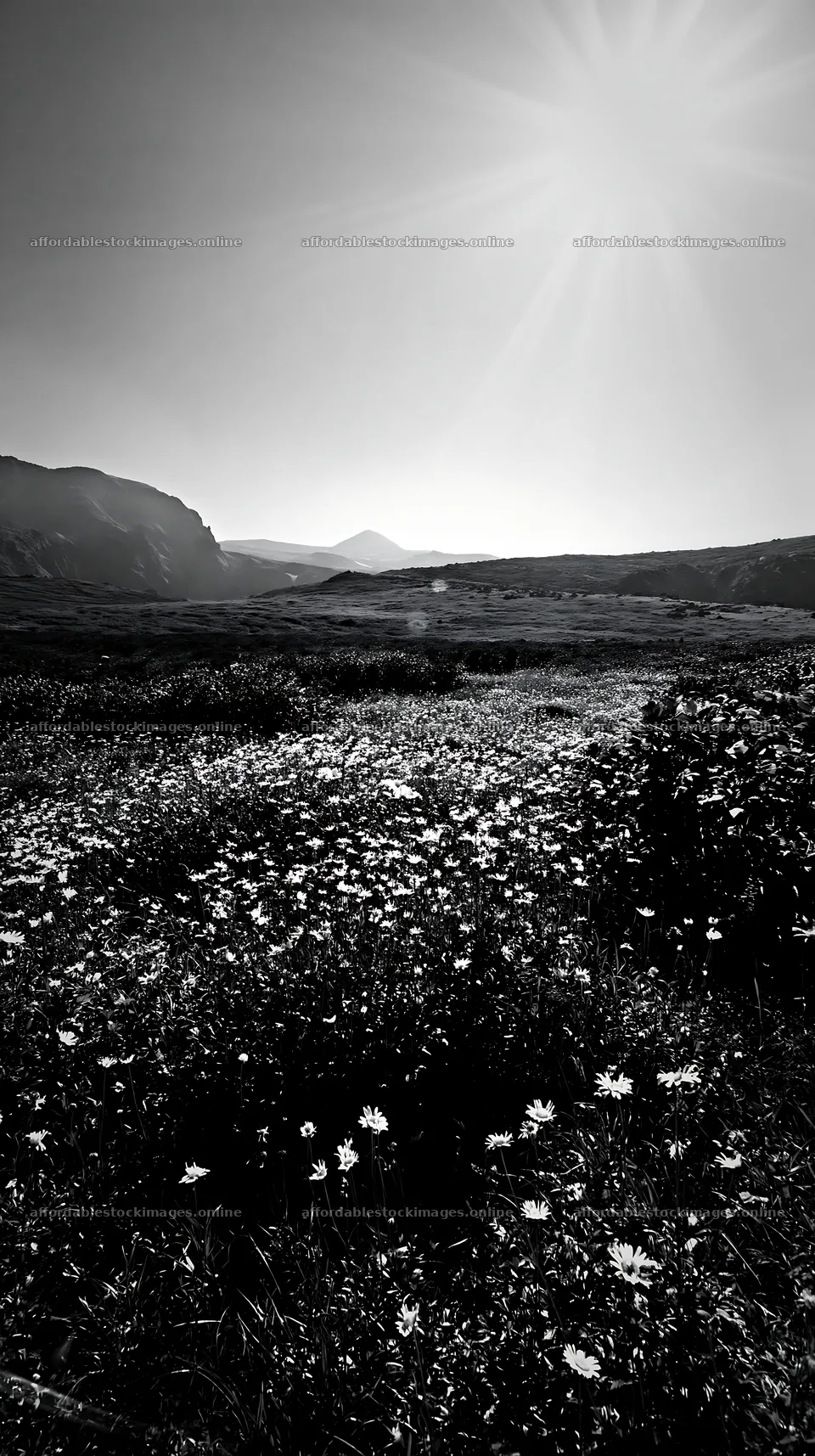 Light rays over Daisetsuzan alpine meadow with flowers – stock images 5938x10608