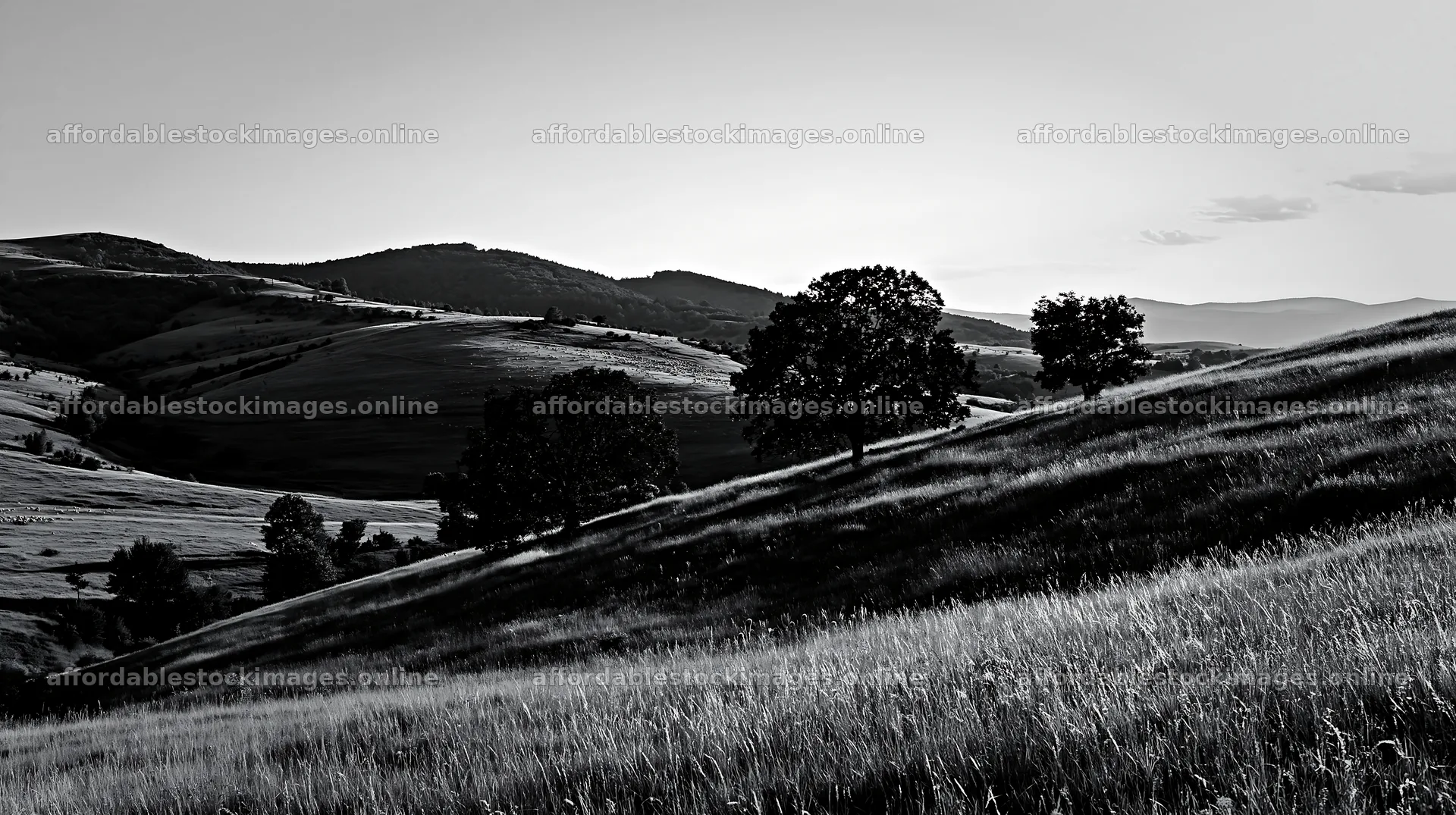 Summer hay meadows in Transylvania under clear sky – stock images 10608x5938