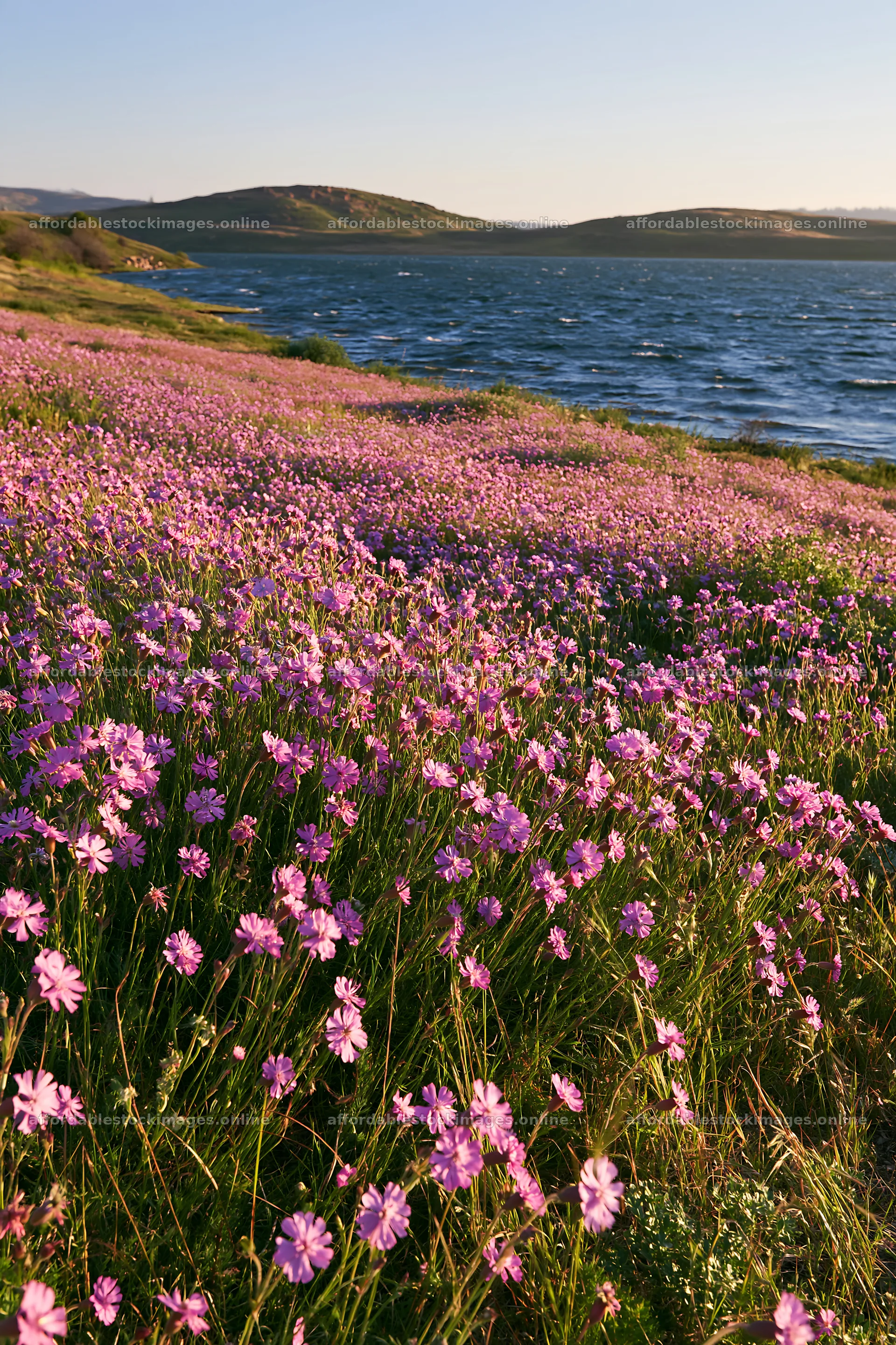 Sunlit lakeside meadow with blooming flowers – stock images 6480x9722