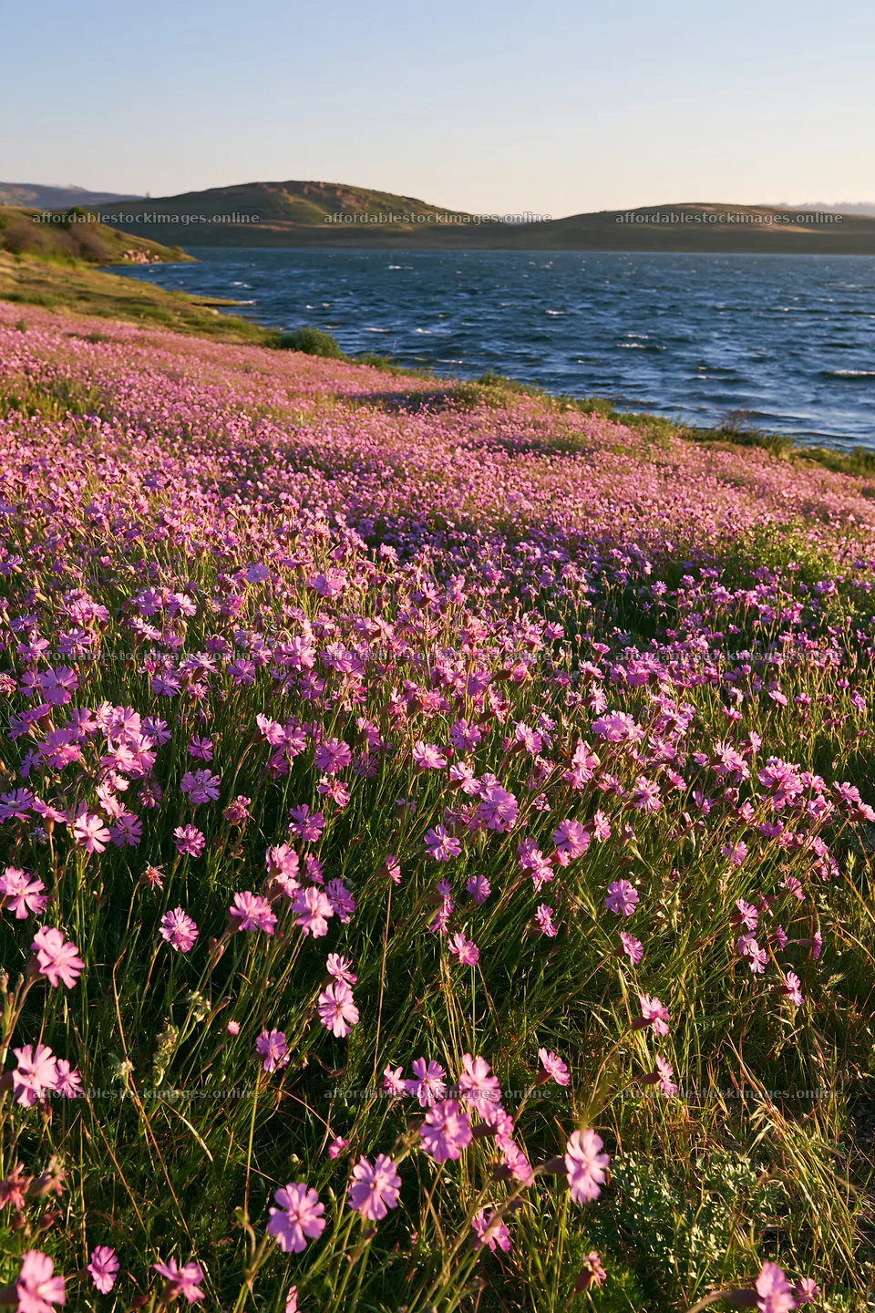 Sunlit lakeside meadow with blooming flowers – stock images 6480x9722