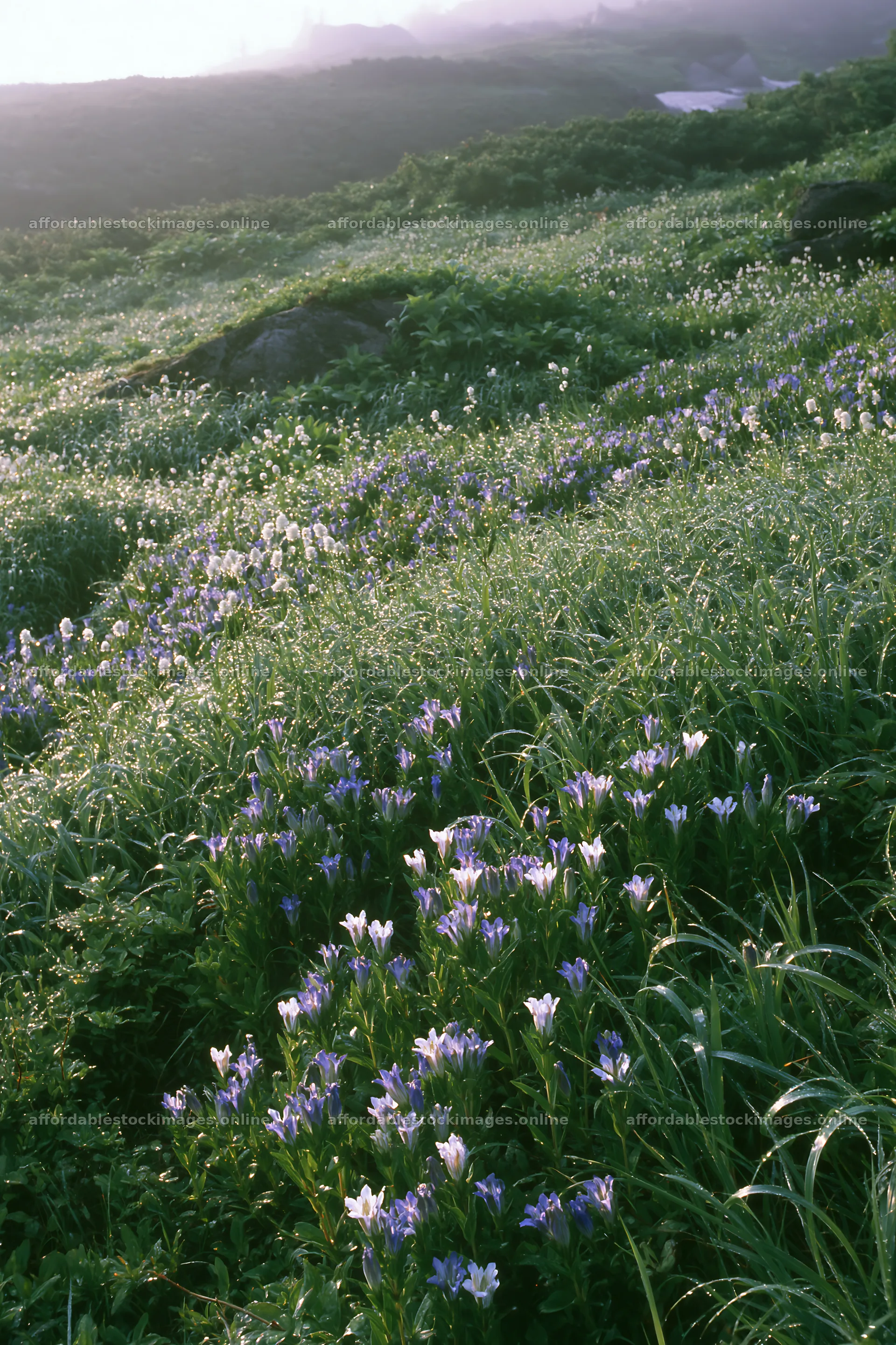Aomori climate resilient meadow with boulder – stock images 6480x9722