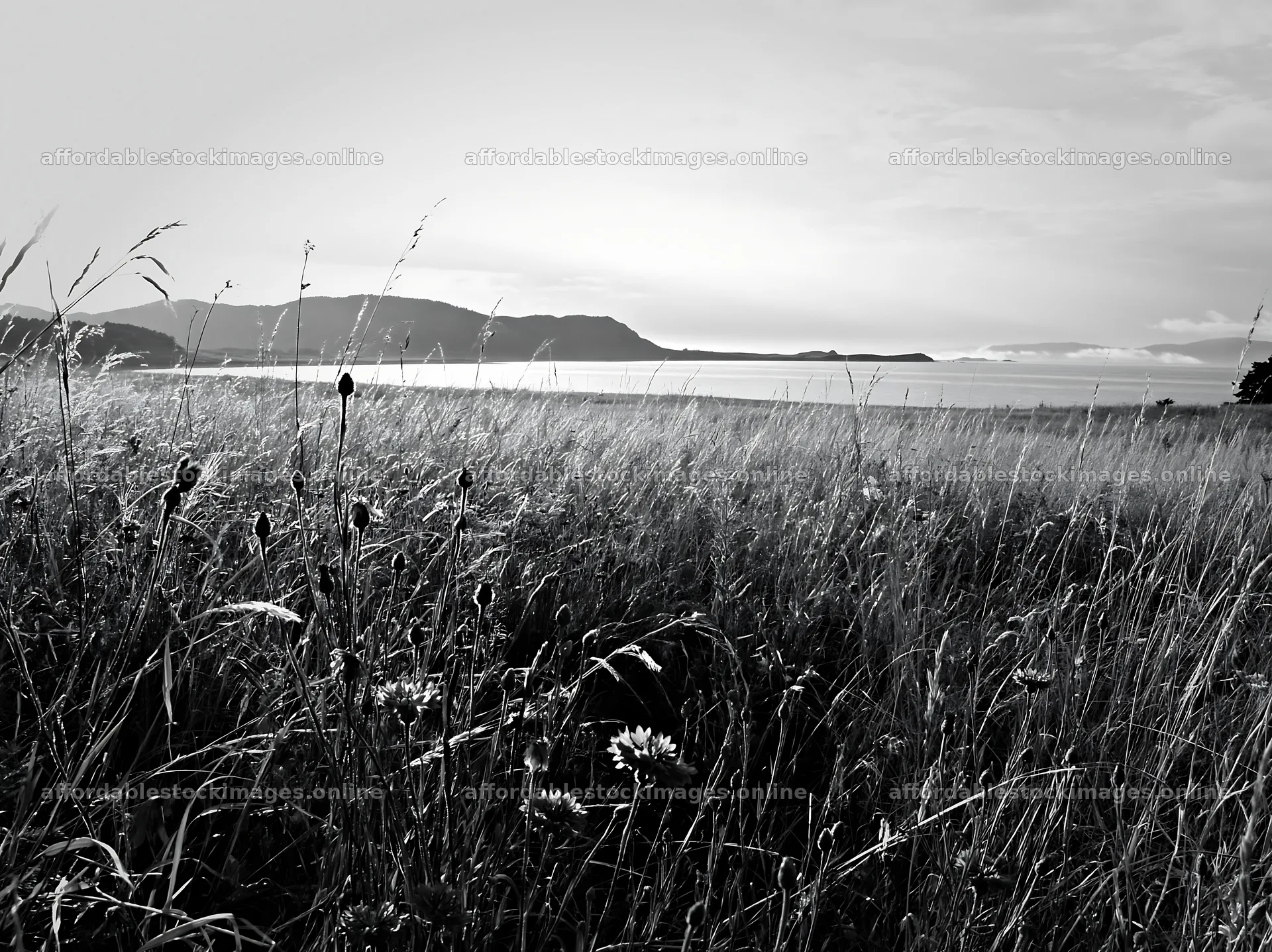 Sunlit lakeside meadow with wild grass by the water – stock images 9174x6866