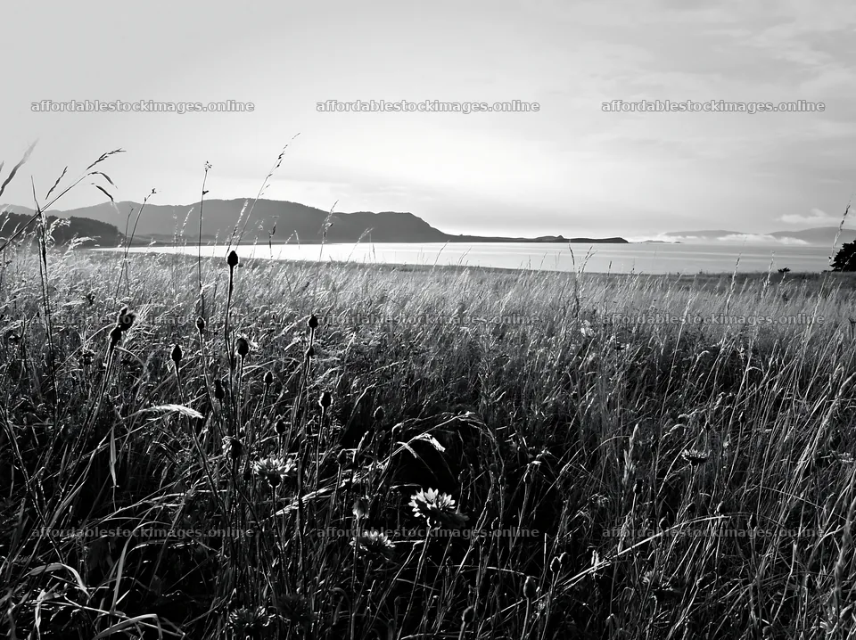Sunlit lakeside meadow with wild grass by the water – stock images 9174x6866