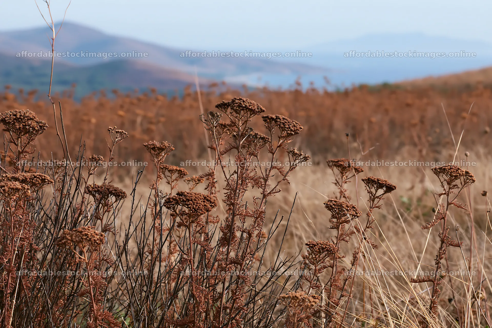 Yarrow meadow bloom in a natural landscape – stock images 9722x6480