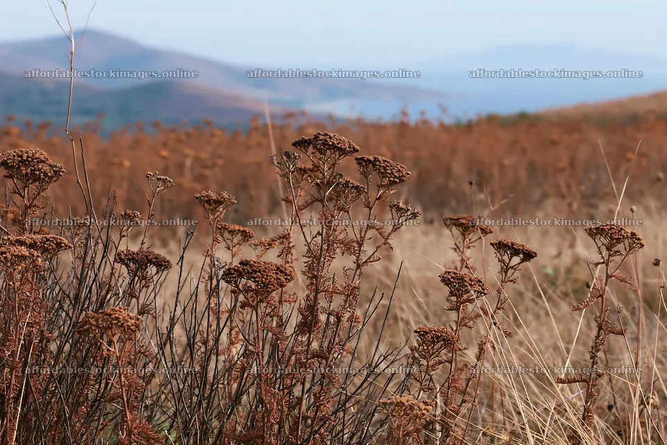 Yarrow meadow bloom in a natural landscape – stock images 9722x6480