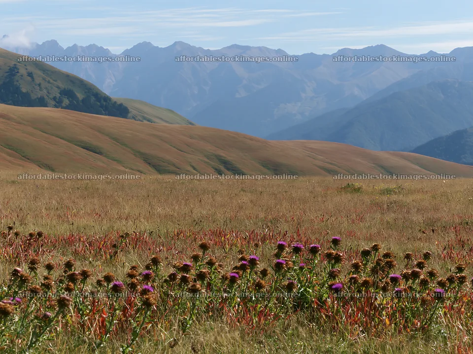 French meadow below Pyrenees range with wildflowers – stock images 9174x6866