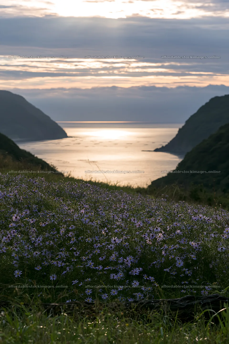 Nagasaki coastal meadow driftwood foreground mood – stock images 6480x9722